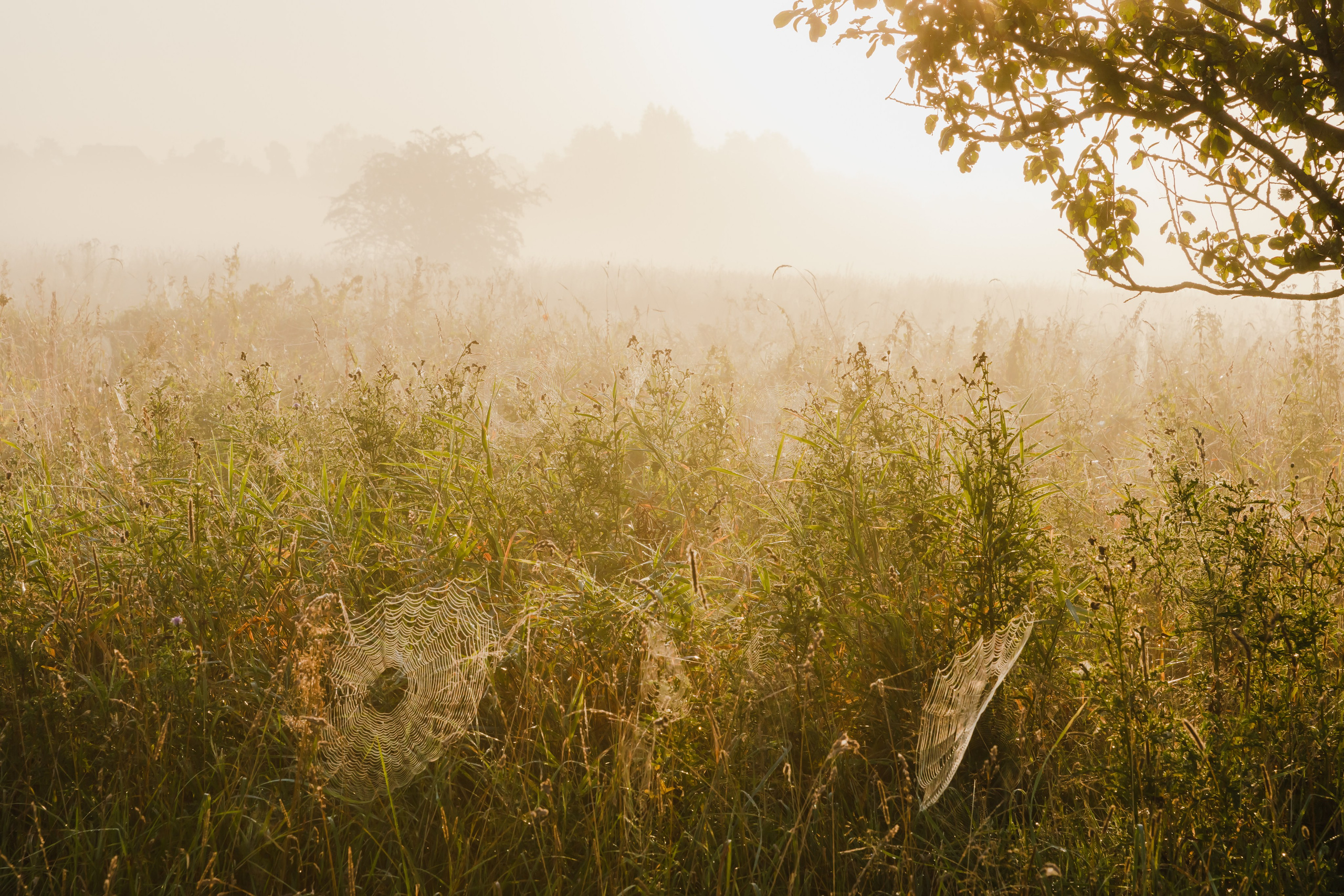 Гвардейск. Август 2022. Фотографии