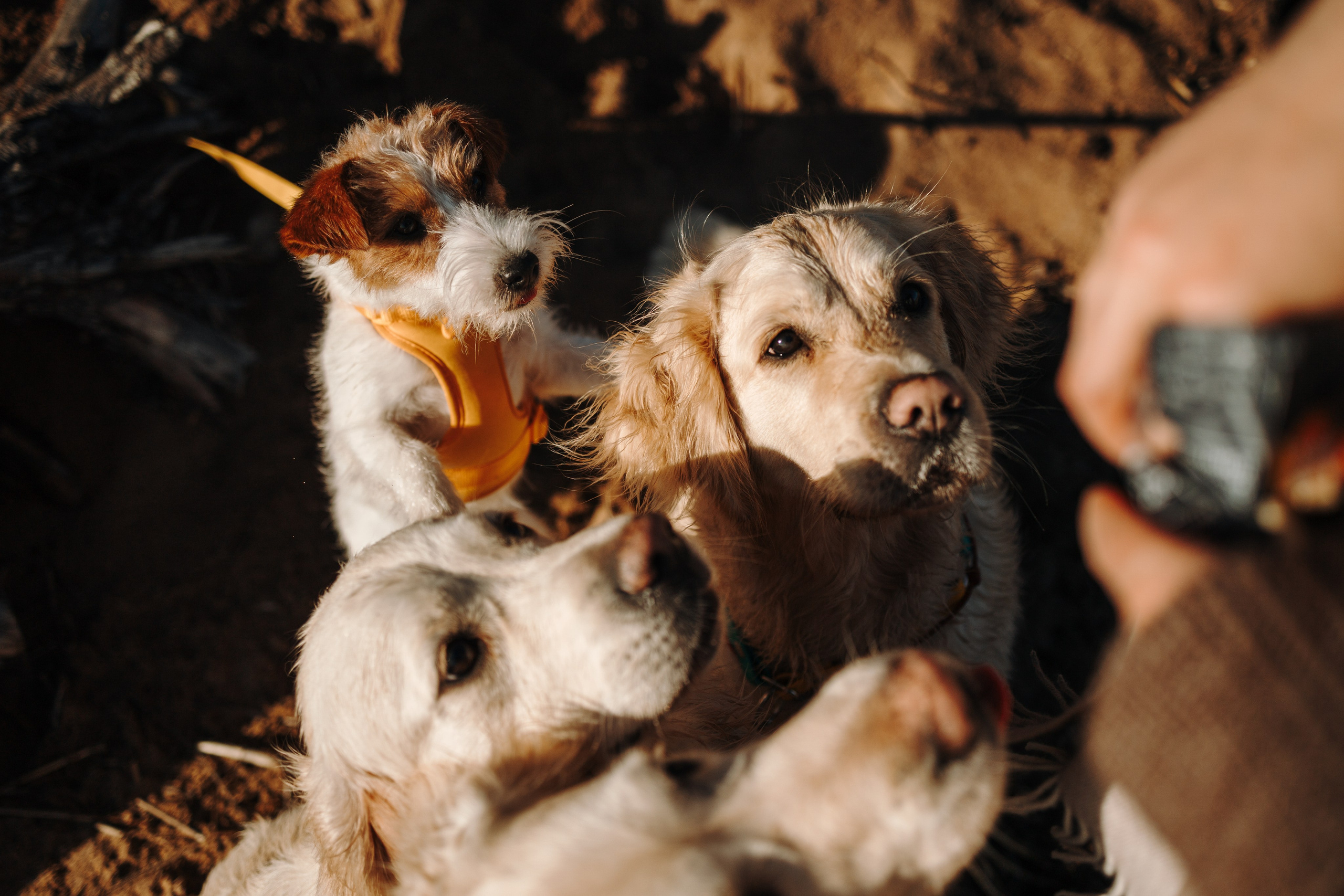 Катя и ее девочки. Фотограф — Анималист | Санкт-Петербург