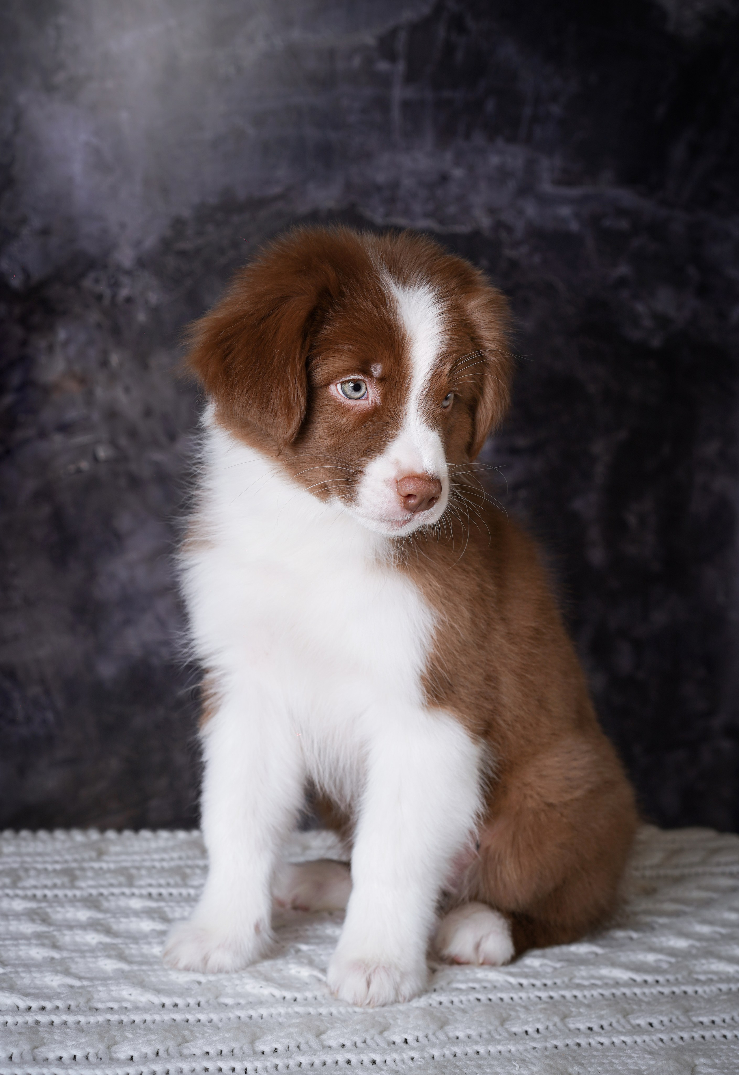 Щенки аусси. Фотограф-анималист в Санкт-Петербурге Яна Мартынова