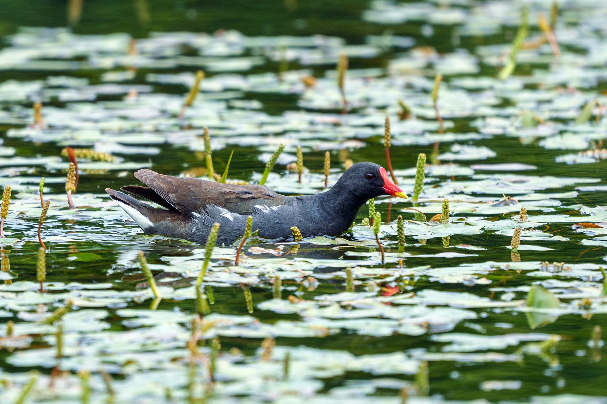 Удивительные мир птиц. Вокруг нас столько прекрасного — присмотритесь!. Ваш личный фотограф Марина Волкова