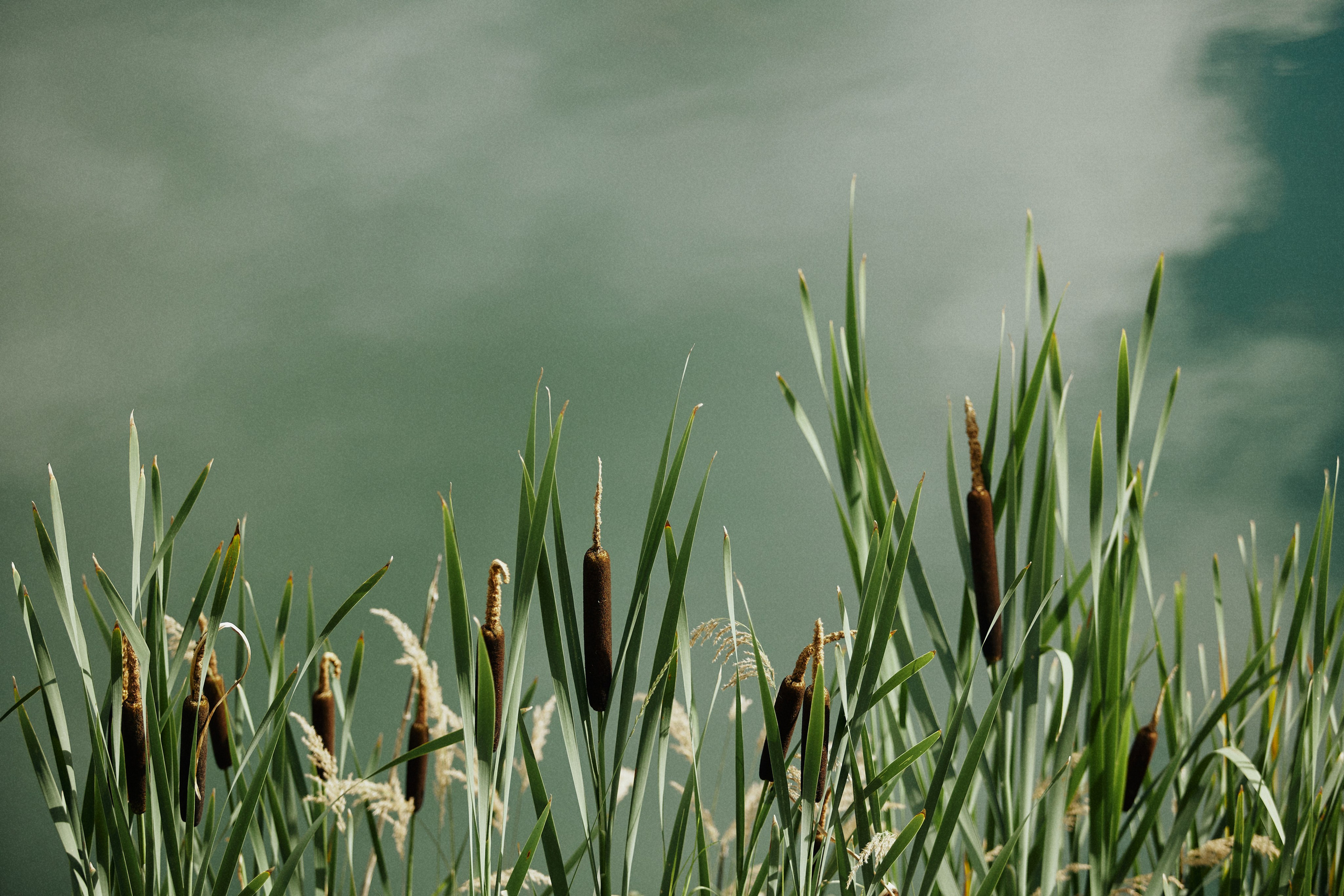 ALL IN ON LOVE. Дмитрий Мазуркевич: Профессиональный Репортажный Фотограф