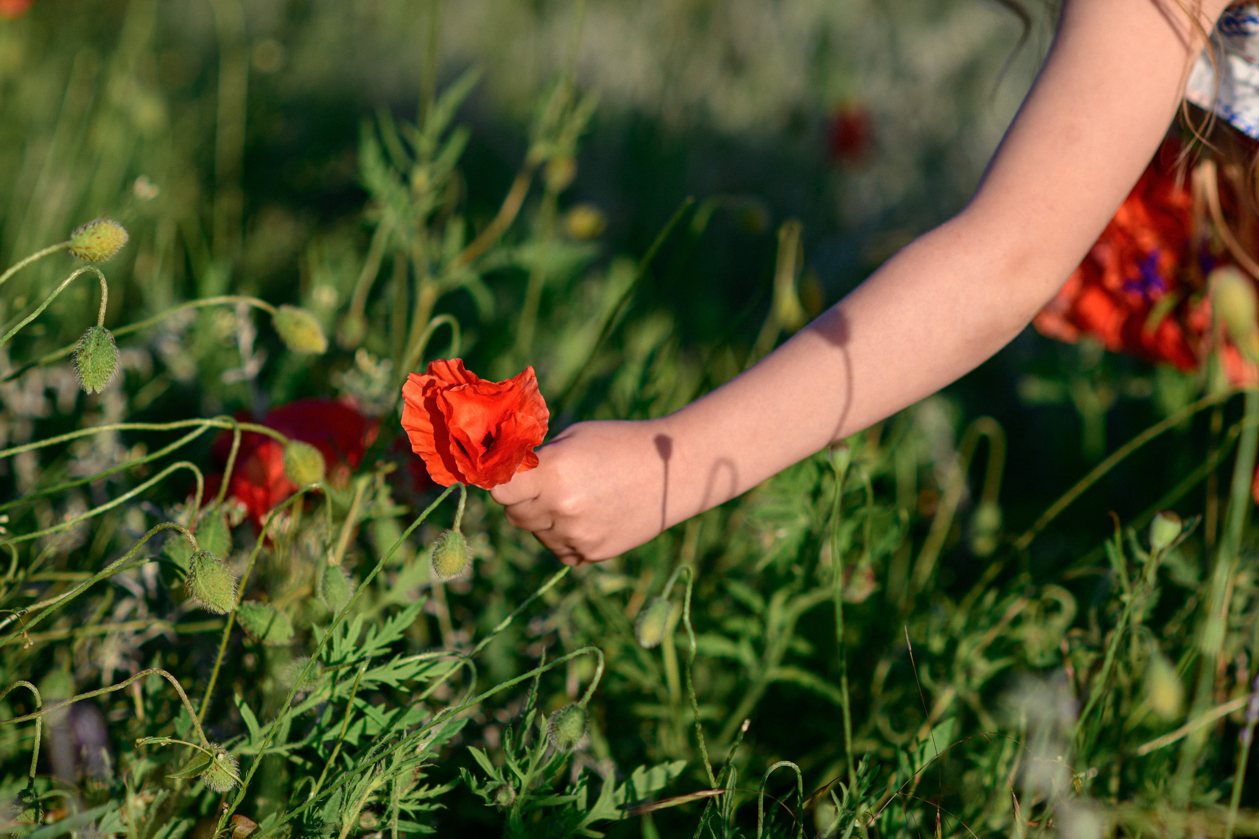 Букет маков. Летняя коллекция Cinderella. Съёмки для брендов в Крыму / Стилист / Продюсер / Женя Мамай
