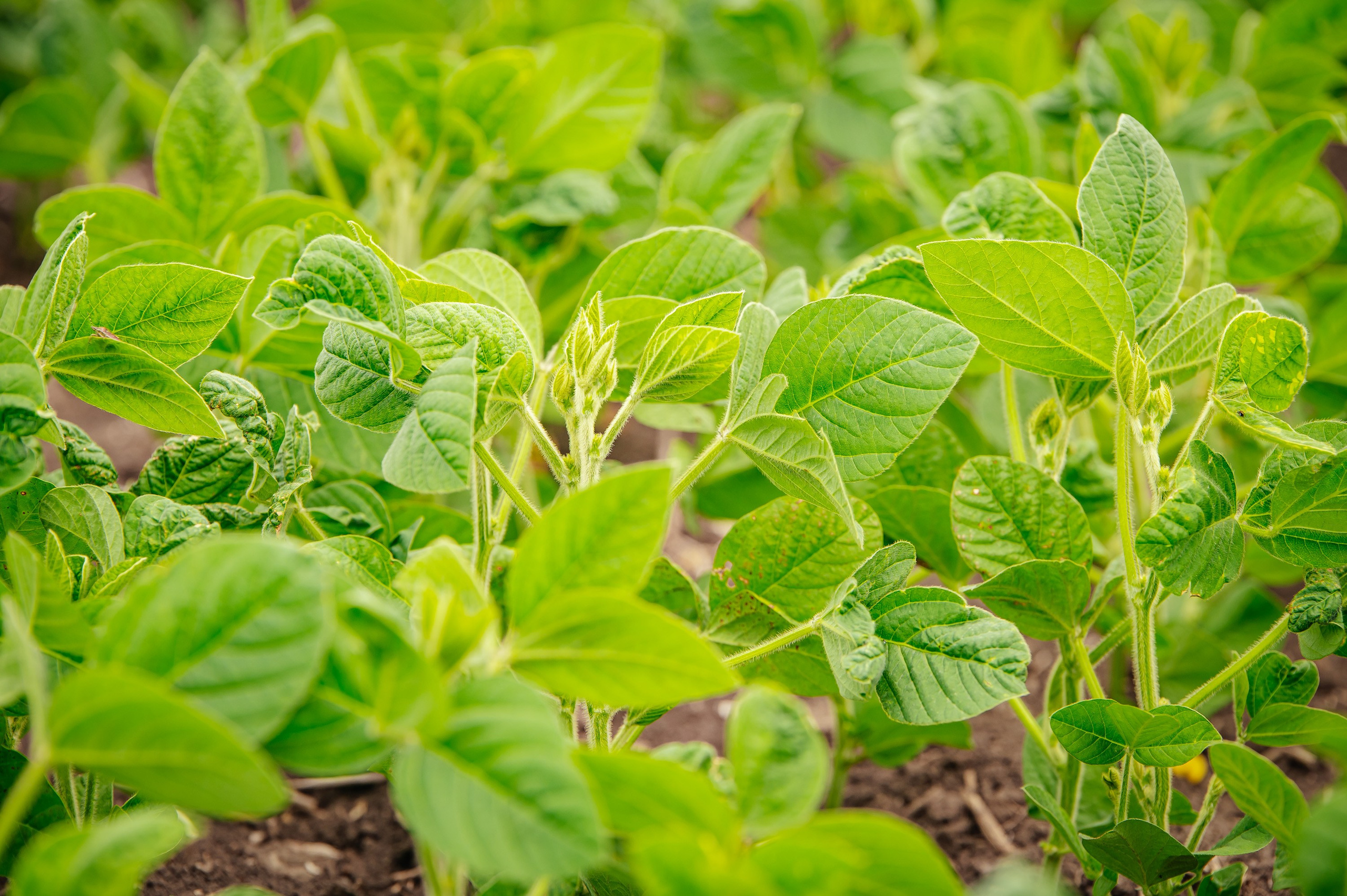 День поля. Главная