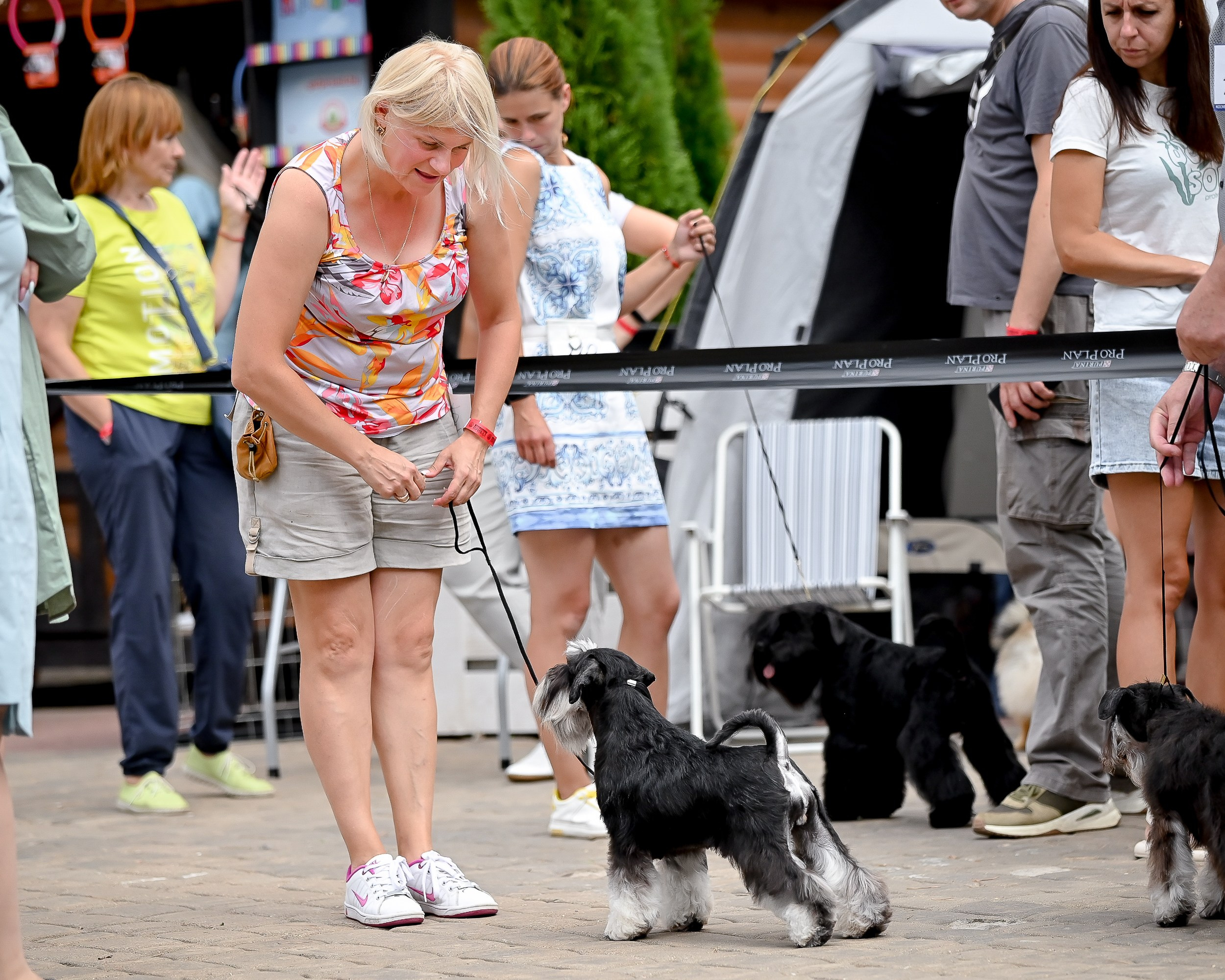 Тахо/ Delinso Balance Onyrico Tahoe. Питомник цвергшнауцеров в Беларуси «Делинсо Бэлэнс»