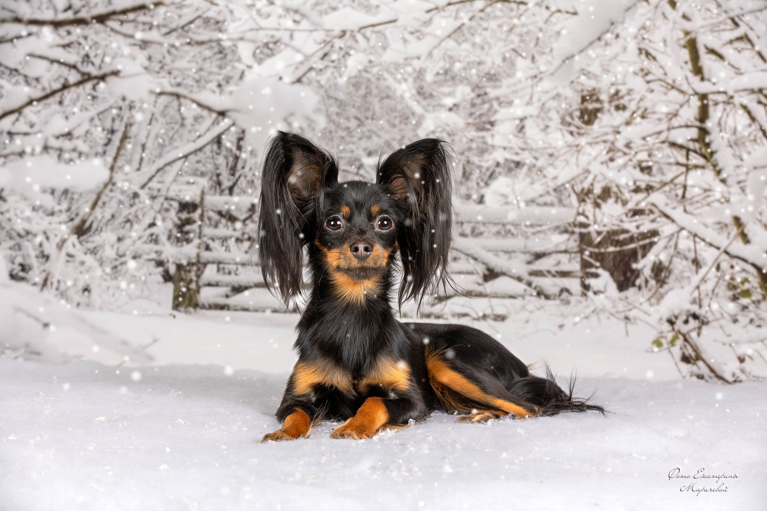 Тематические фоны с рисунком. Фотограф-анималист в Омске Екатерина Маричева