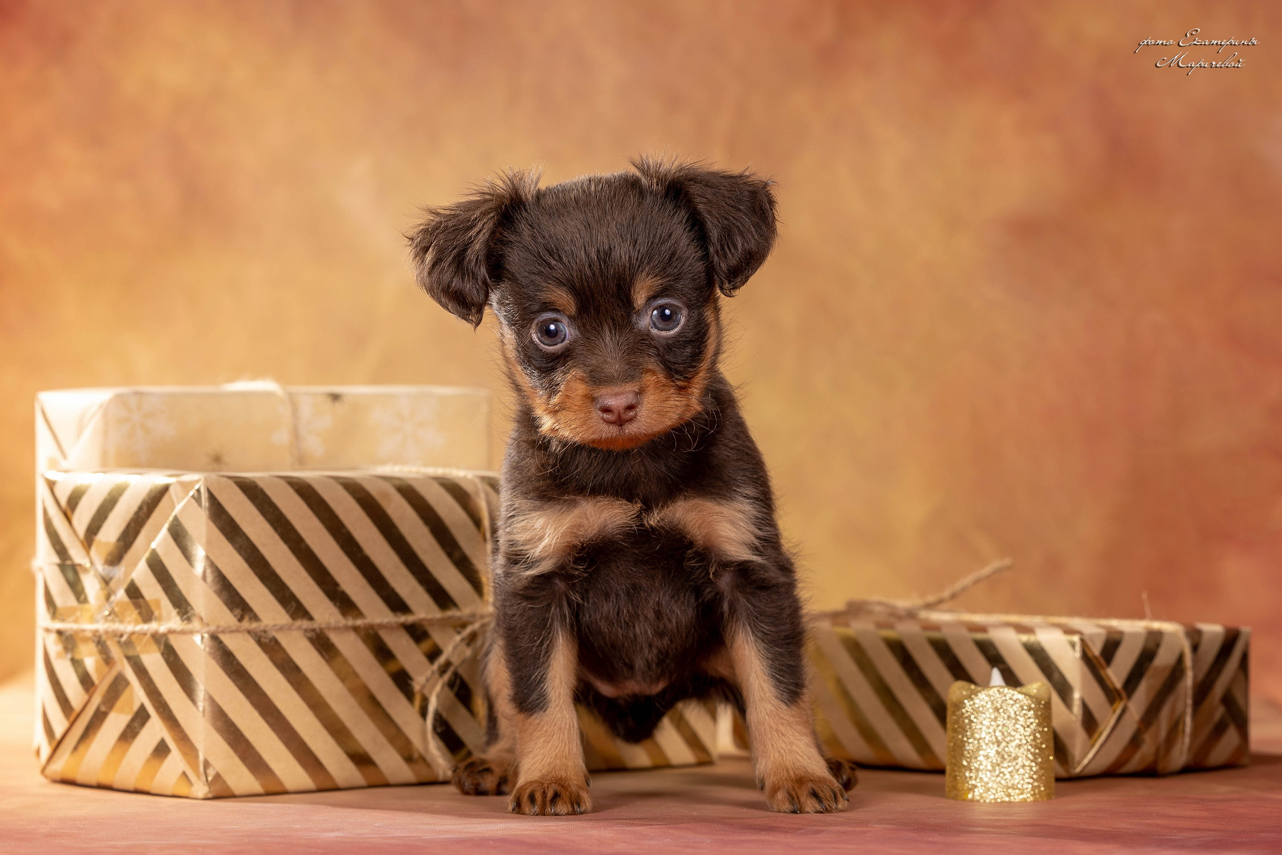 Галерея щенков. Фотограф-анималист в Омске Екатерина Маричева