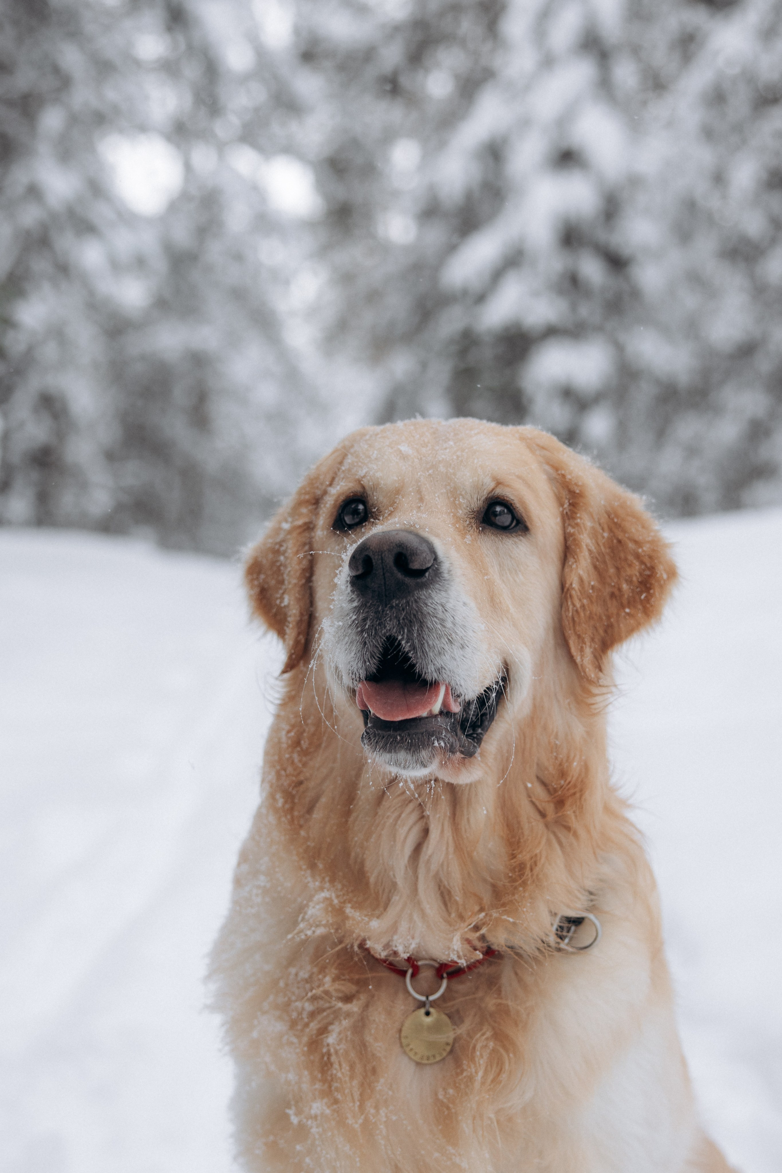 Зимняя история, Света и Чарли. Фотограф анималист в Казани Алина Сулейманова. Фотограф животных