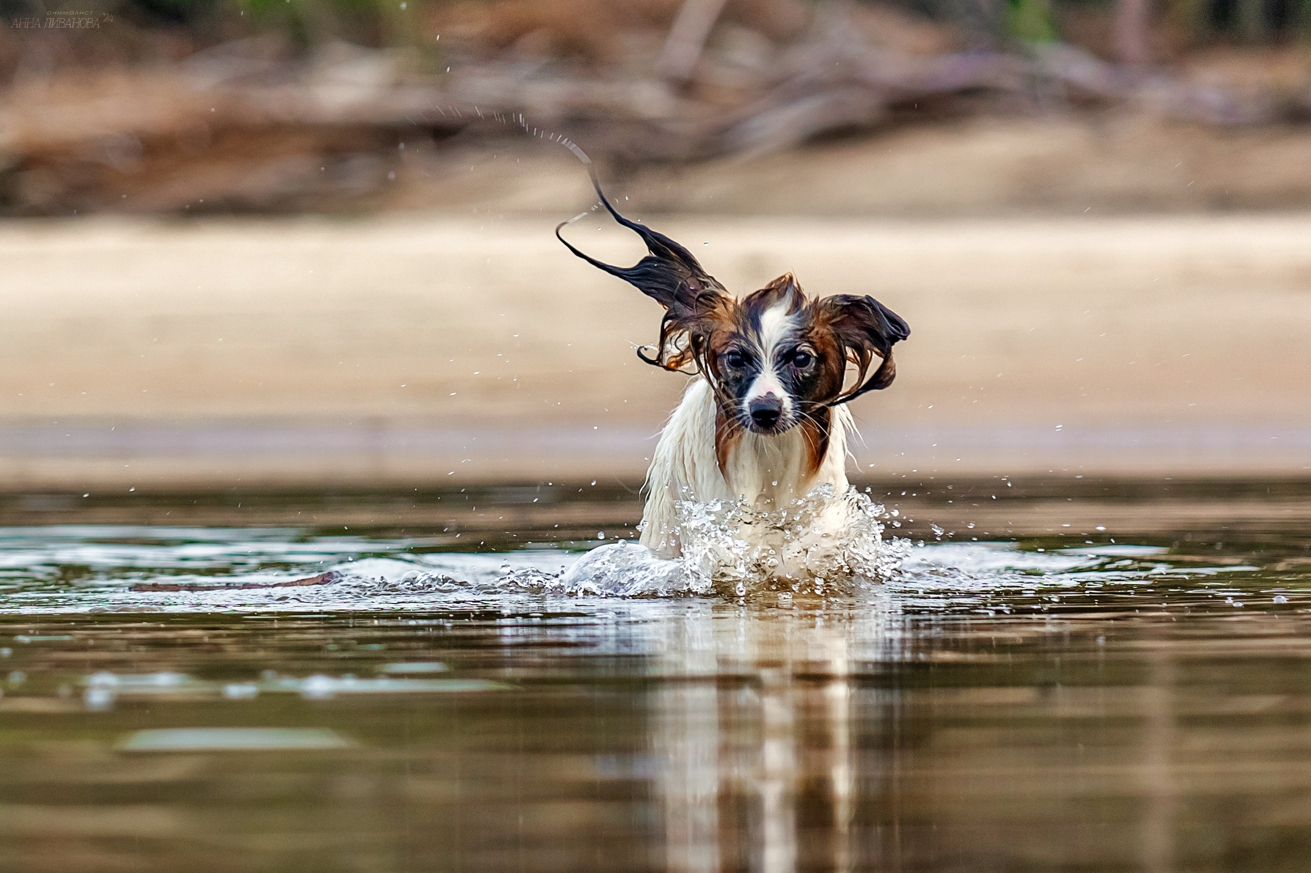 Хьюстон. Фотограф анималист Аня Ливанова | Рыбинск