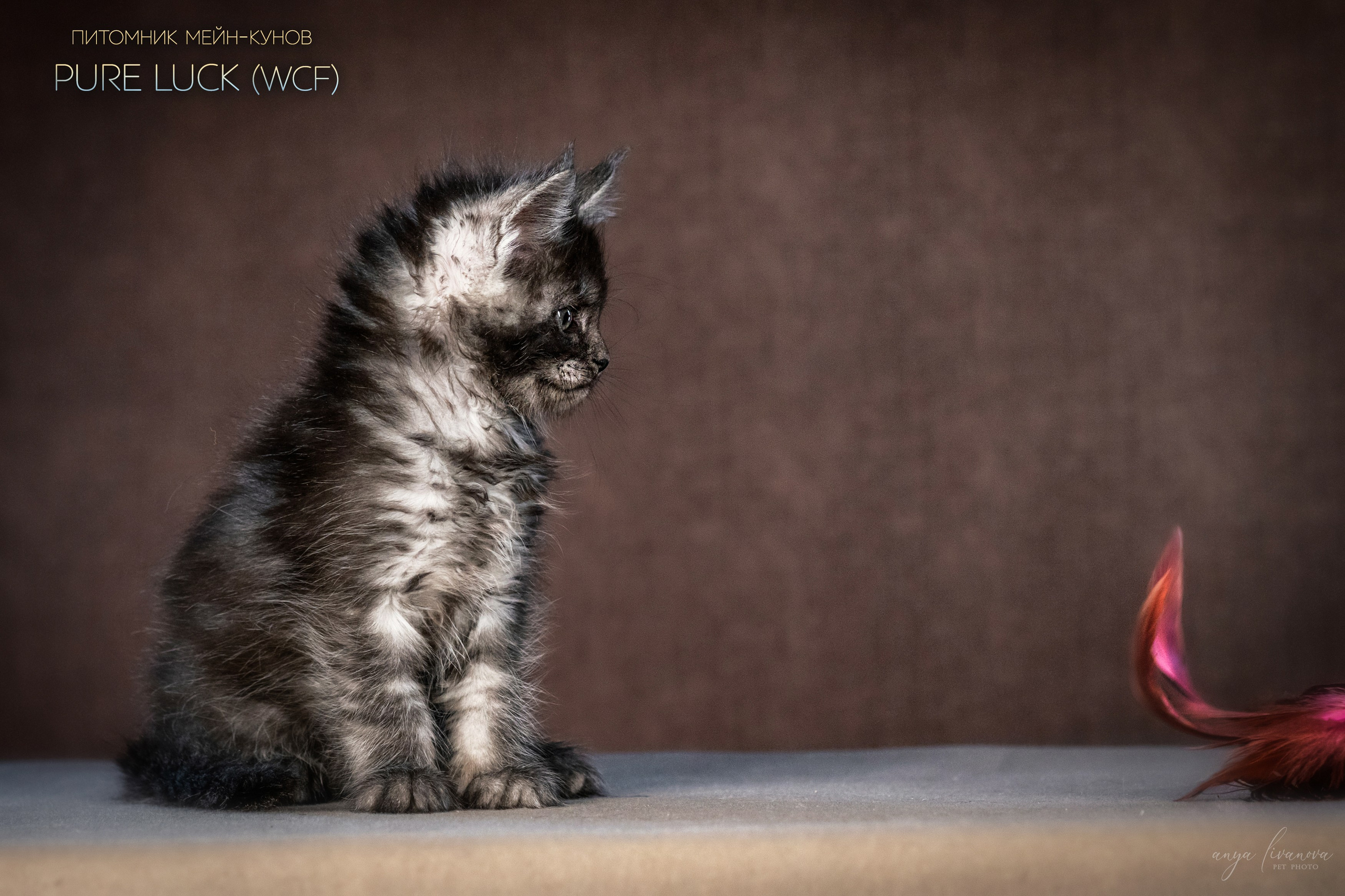 Мейнкуны. Фотограф анималист Аня Ливанова | Рыбинск