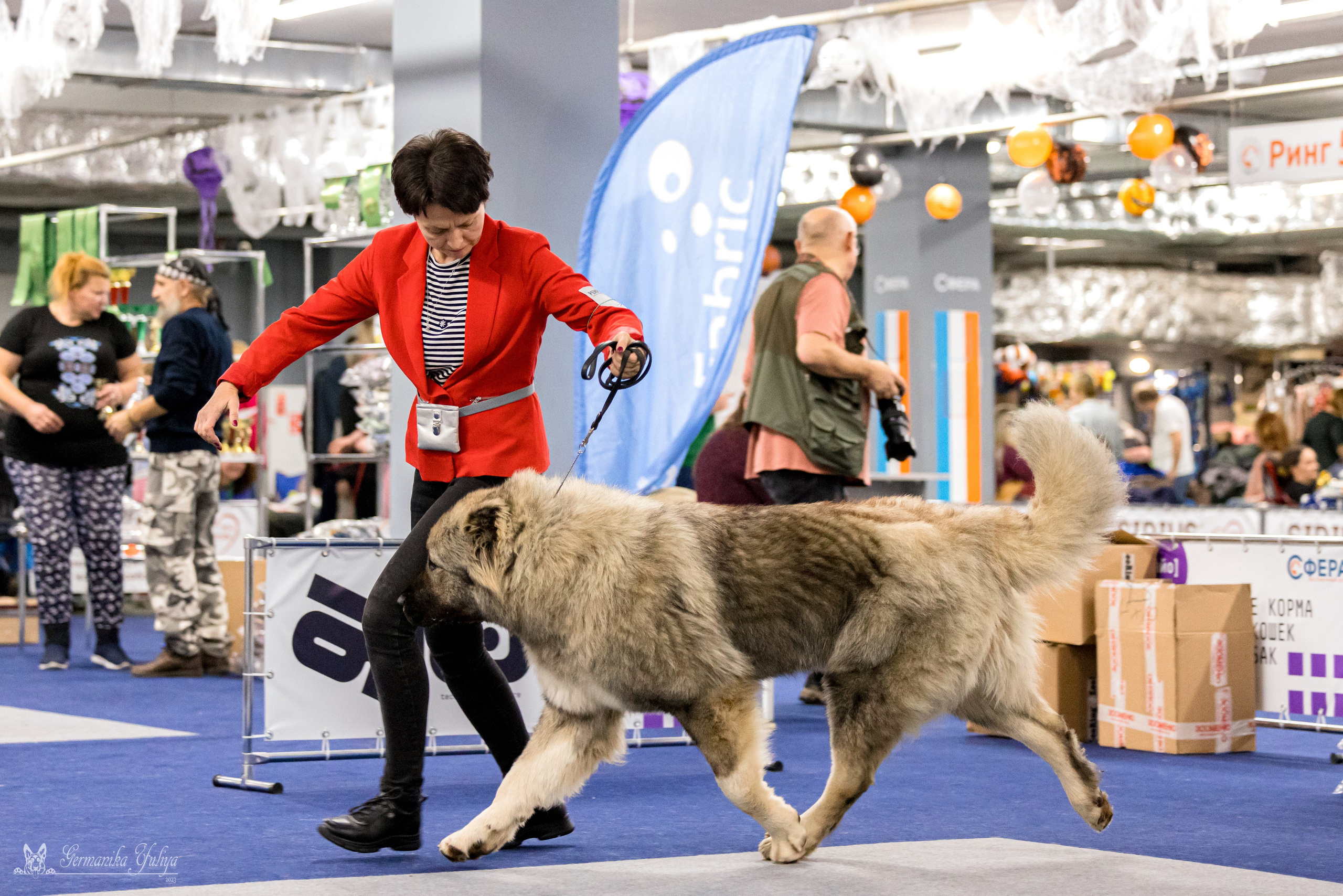 Сфера 29.10,Крокус 4.11,Сфера 12.11.2023. Фотограф-анималист Юлия Германика