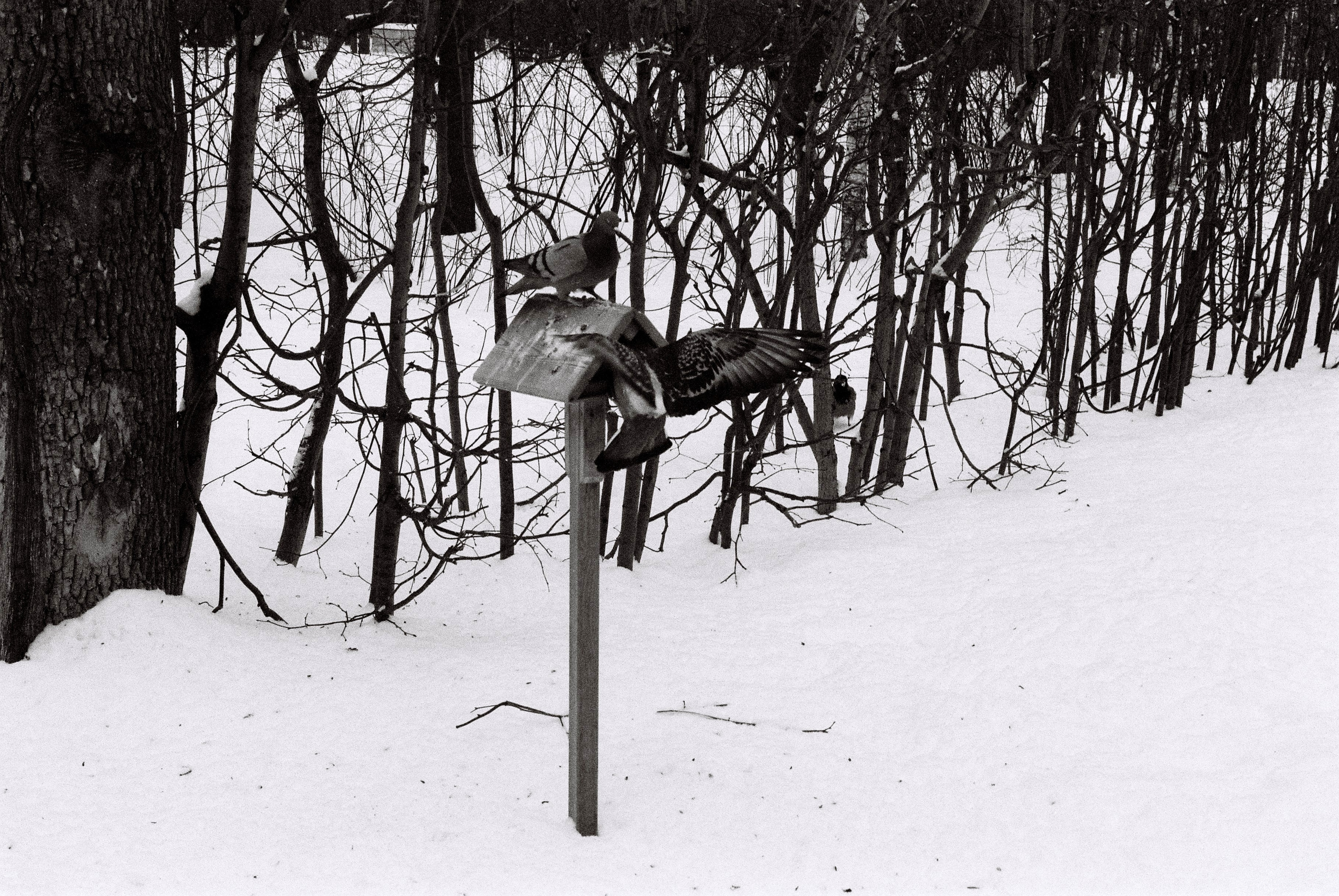 Film. Ruslan UI Dev Page