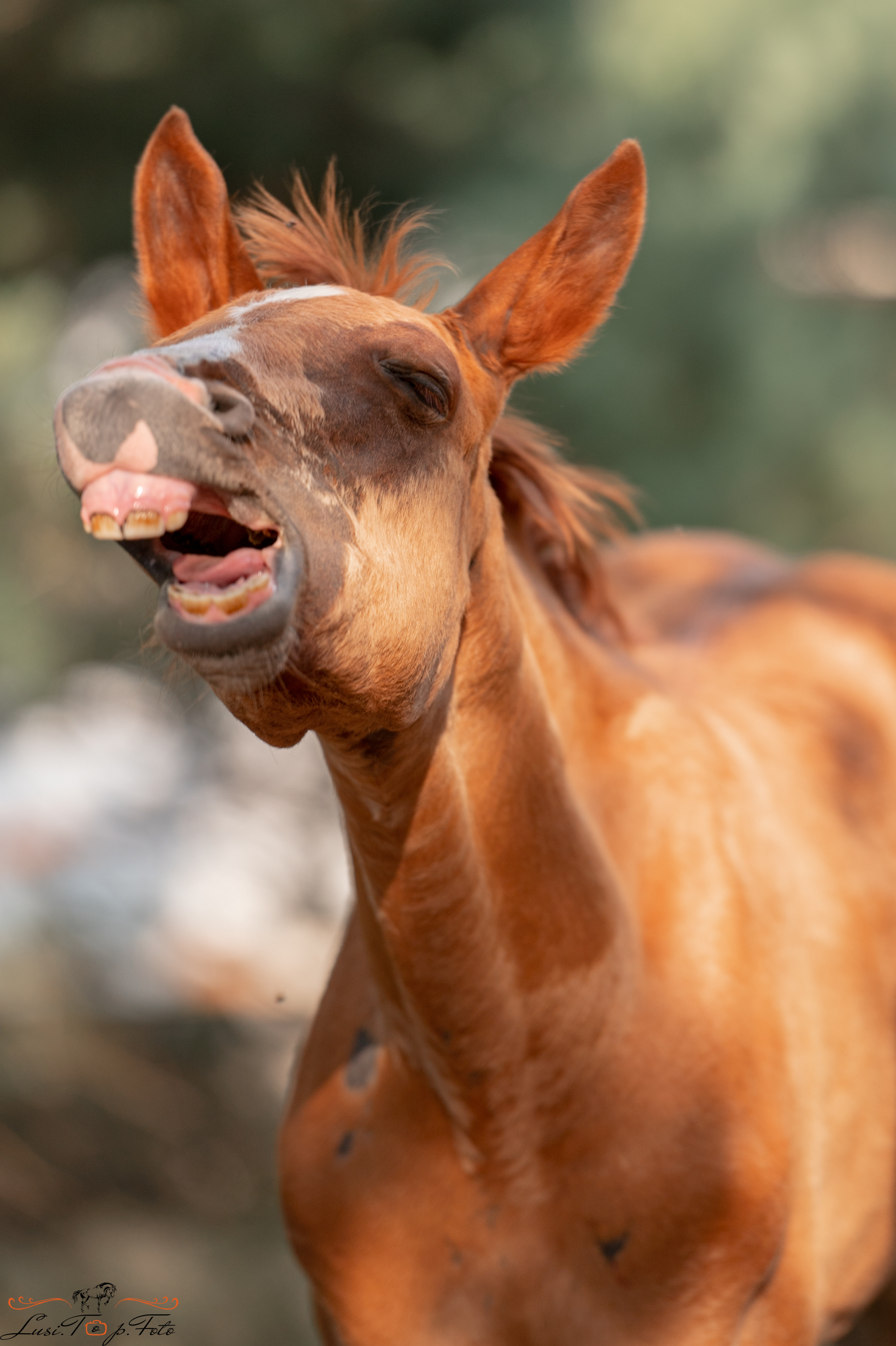 Лошади. Конный и фотограф с животными в Твери Топталова Люся
