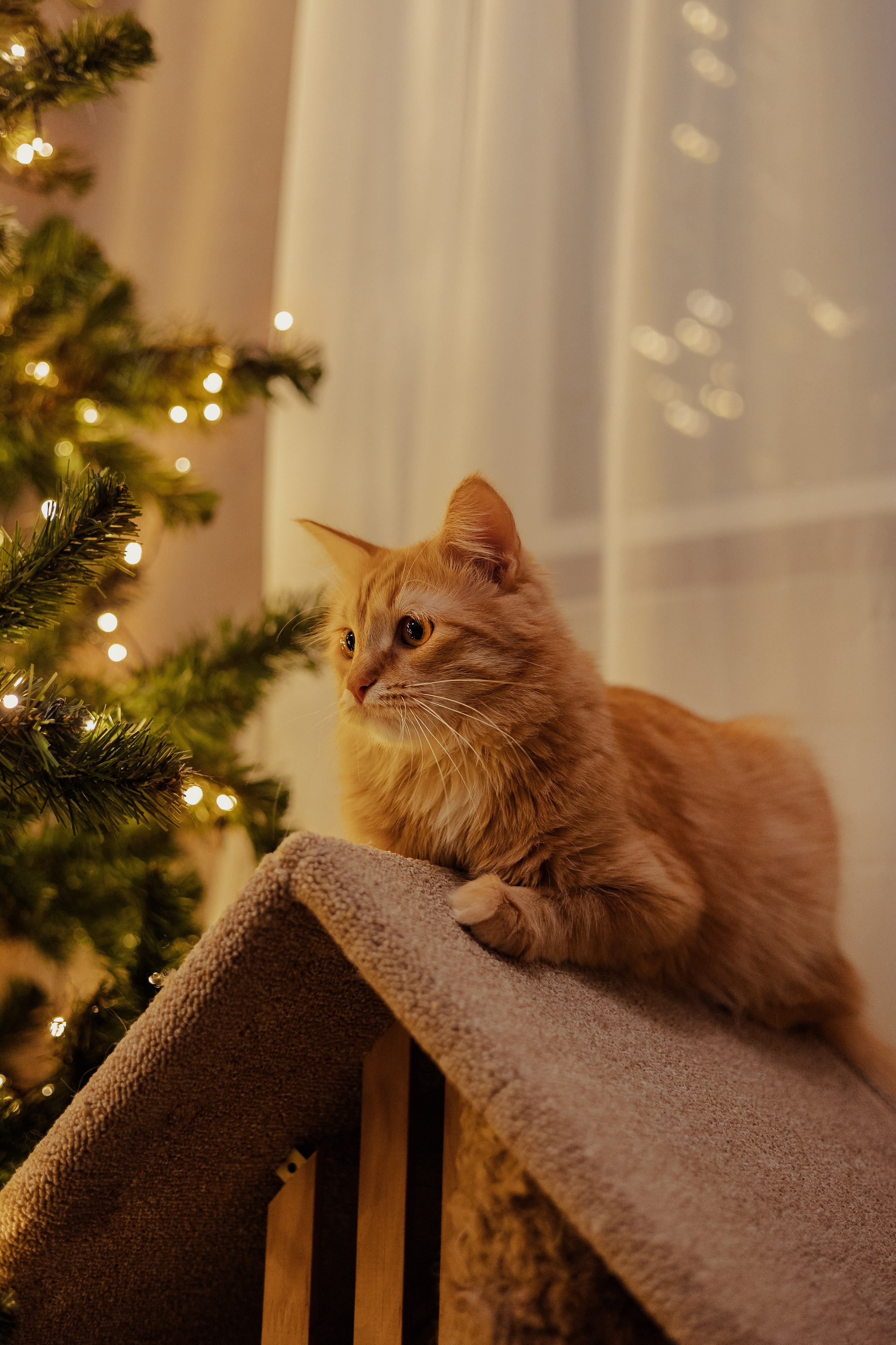 Екатерина Справцева фотограф анималист - портфолио фото. Фотограф Анималист Екатерина Справцева в Нижнем Новгороде