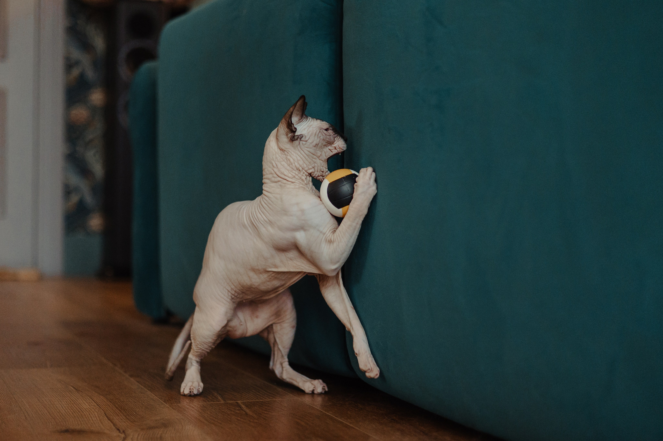 Алина, Илья и их хвосты. Фотограф Анималист Екатерина Справцева в Нижнем Новгороде