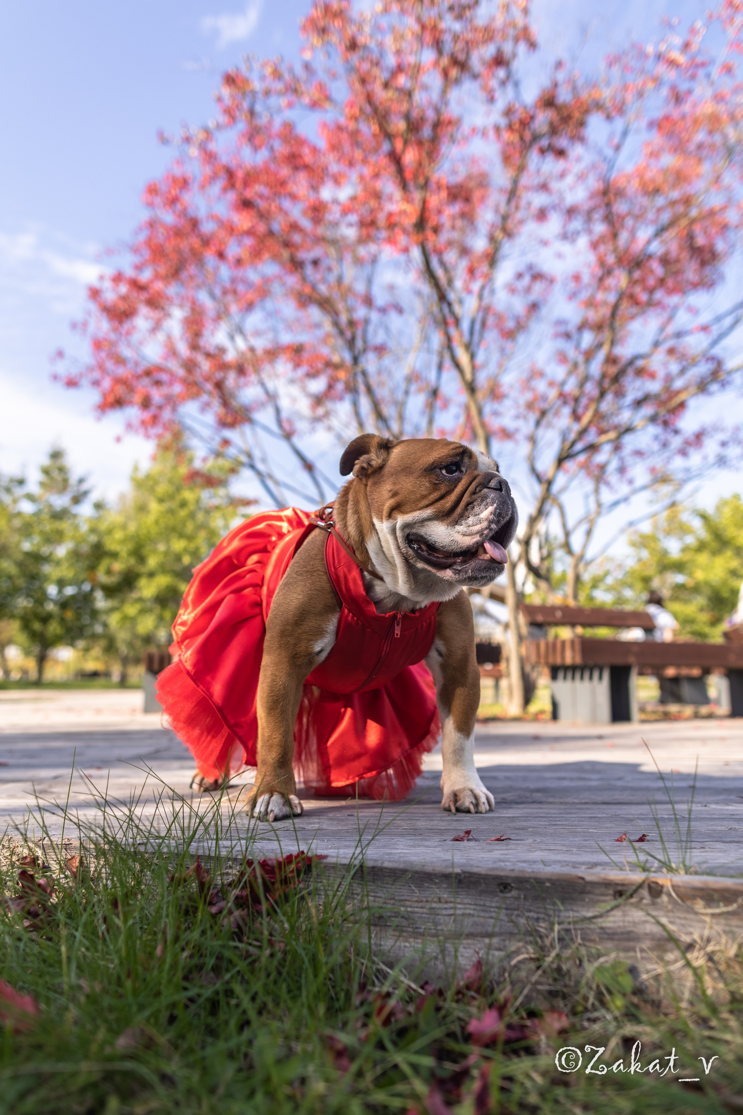 Фотосъемка собак (Бульдоги). Репортажный фотограф, Москва, Закат
