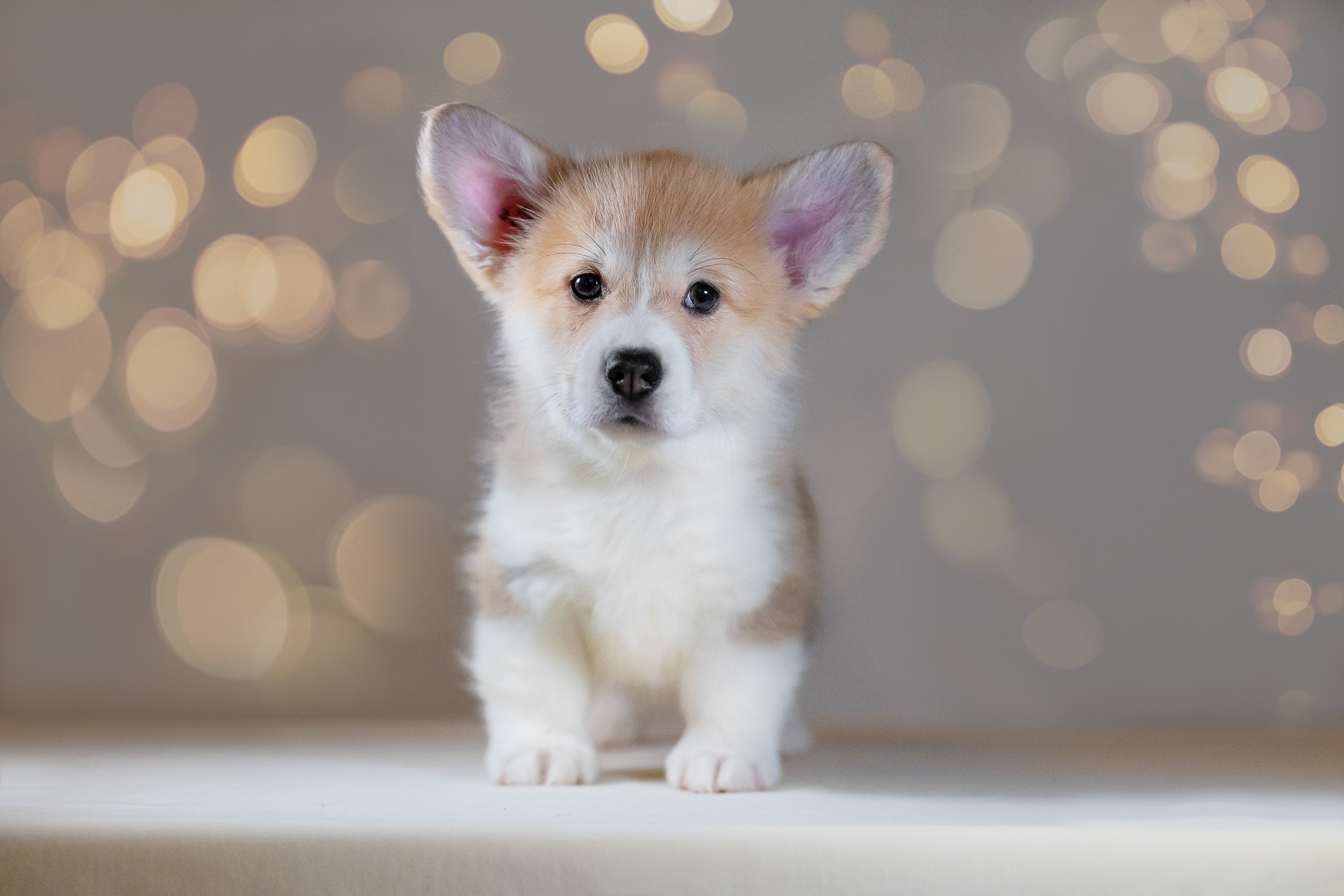 Вельш Корги Пемброк. Фотограф анималист, семейный фотограф, фотограф собак Комратова Мария. г. Москва