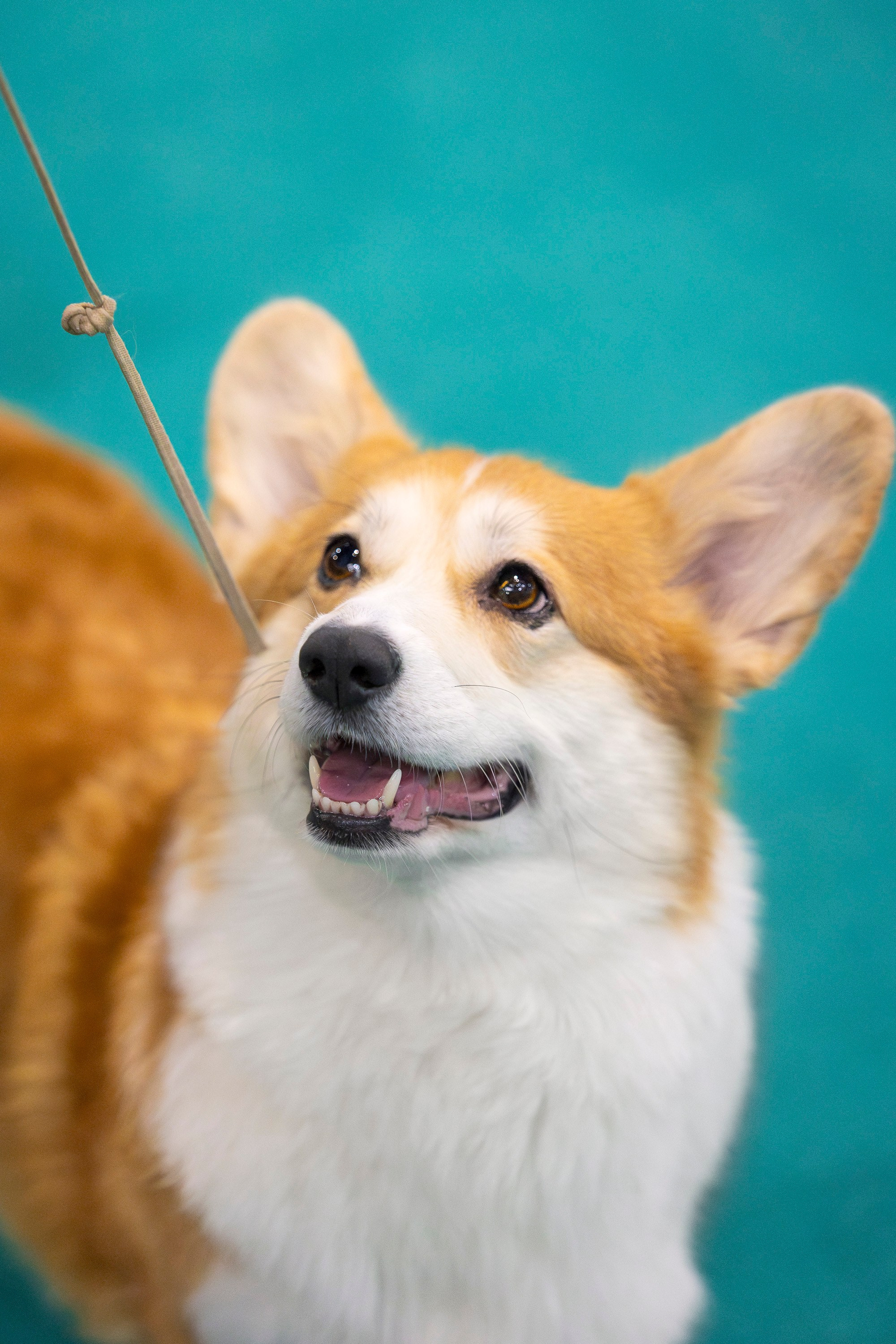 Крокус 10.02. Фотограф анималист, семейный фотограф, фотограф собак Комратова Мария. г. Москва