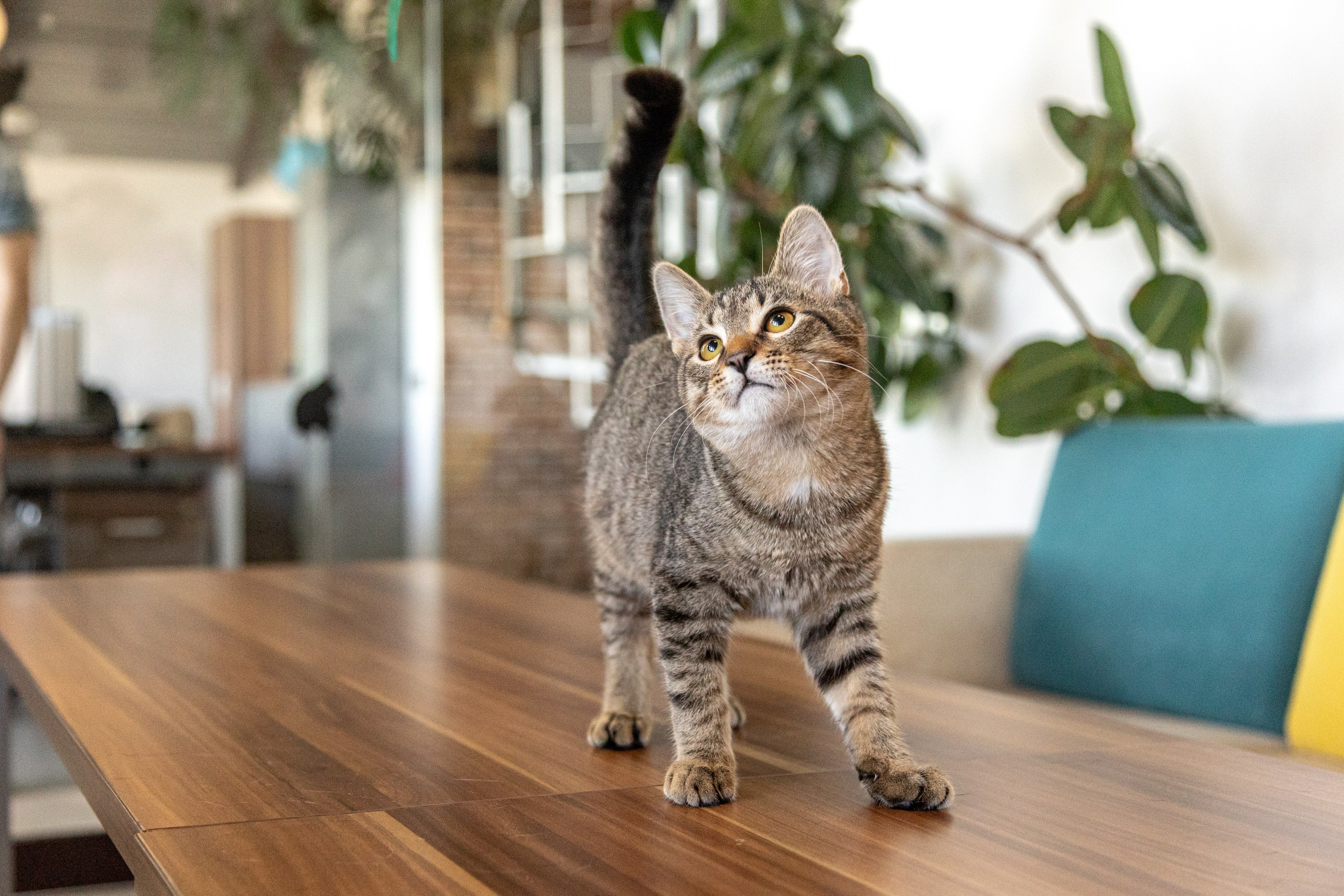 Фотосъемка животных. Профессиональный интерьерный и репортажный фотограф Минск и РБ. Максим Орлов