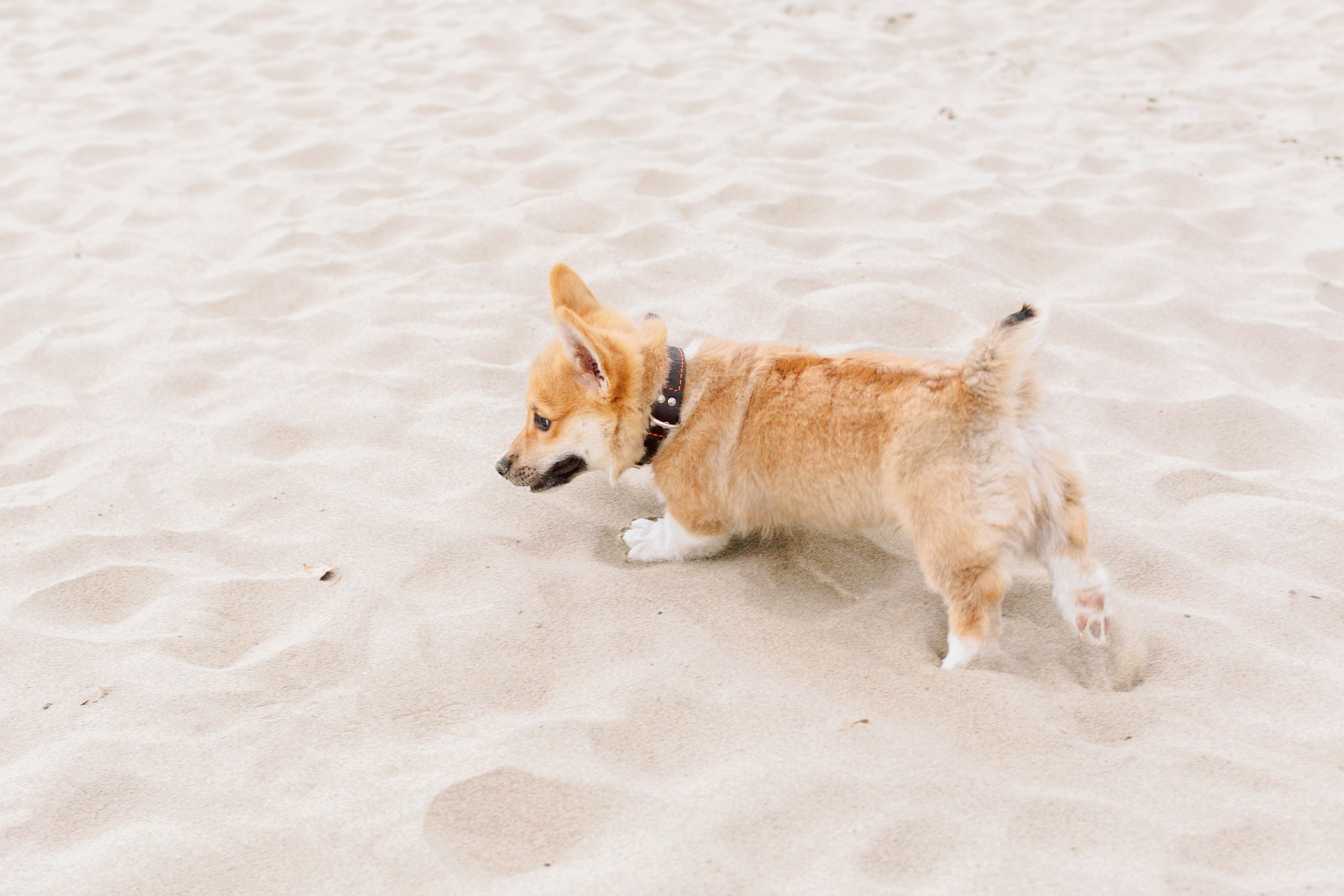Стич. Семейный, репортажный, свадебный фотограф в Краснодаре Артур Александрин