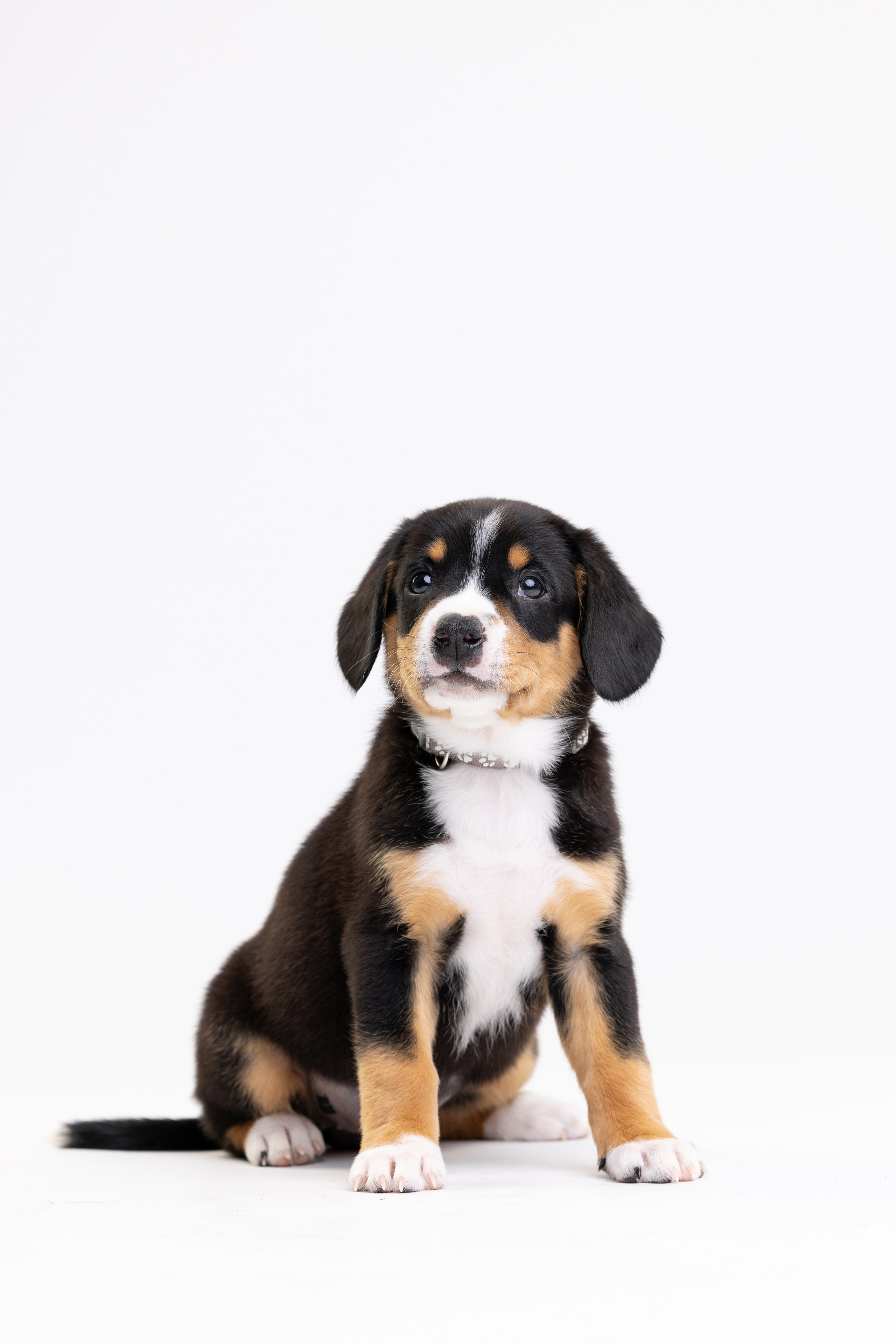 Энтлебухеры. Фотограф анималист Осипчикова Мария