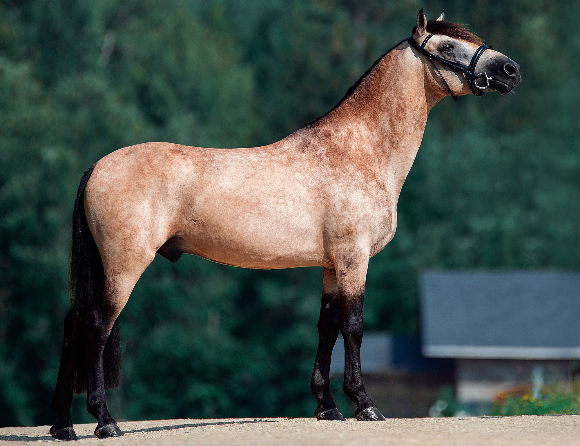 Экстерьер. Конный фотограф Alesya Safe