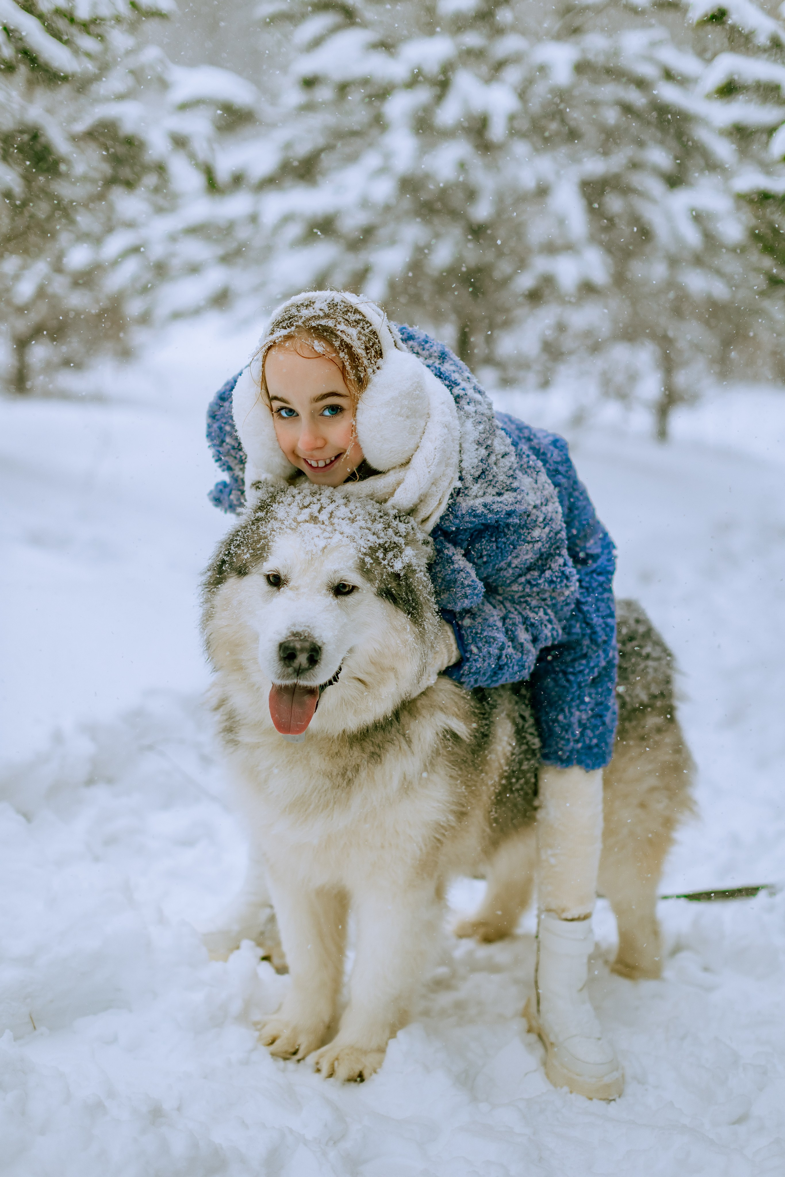 София и аляскинский маламут. Фото и видео Москва, Московский. Свадебный фотограф, видеограф, фотосессии, видеосъемка