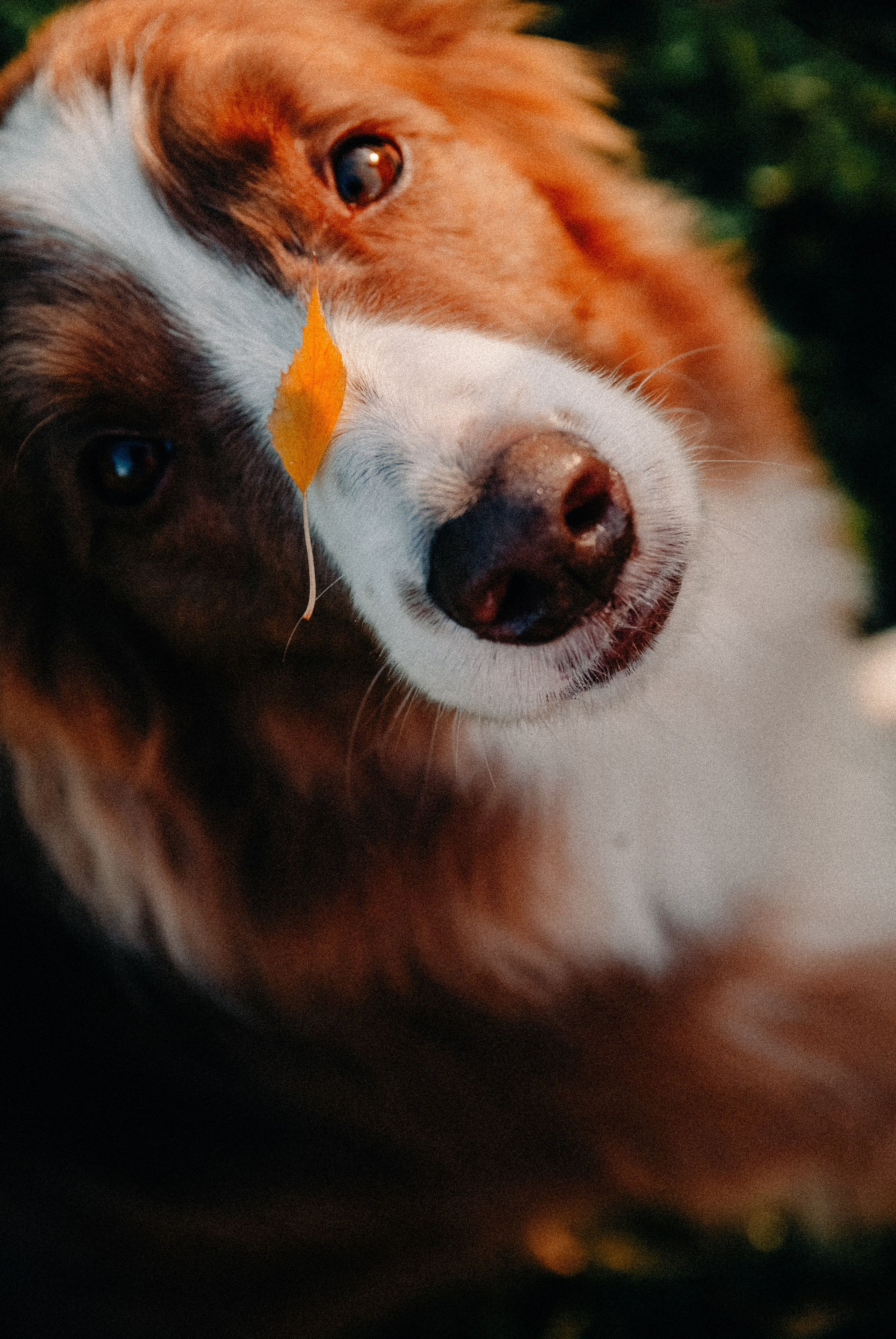 Зоопарк в моём багаже. Кошенкова Мария: портретный и репортажный фотограф. Санкт-Петербург