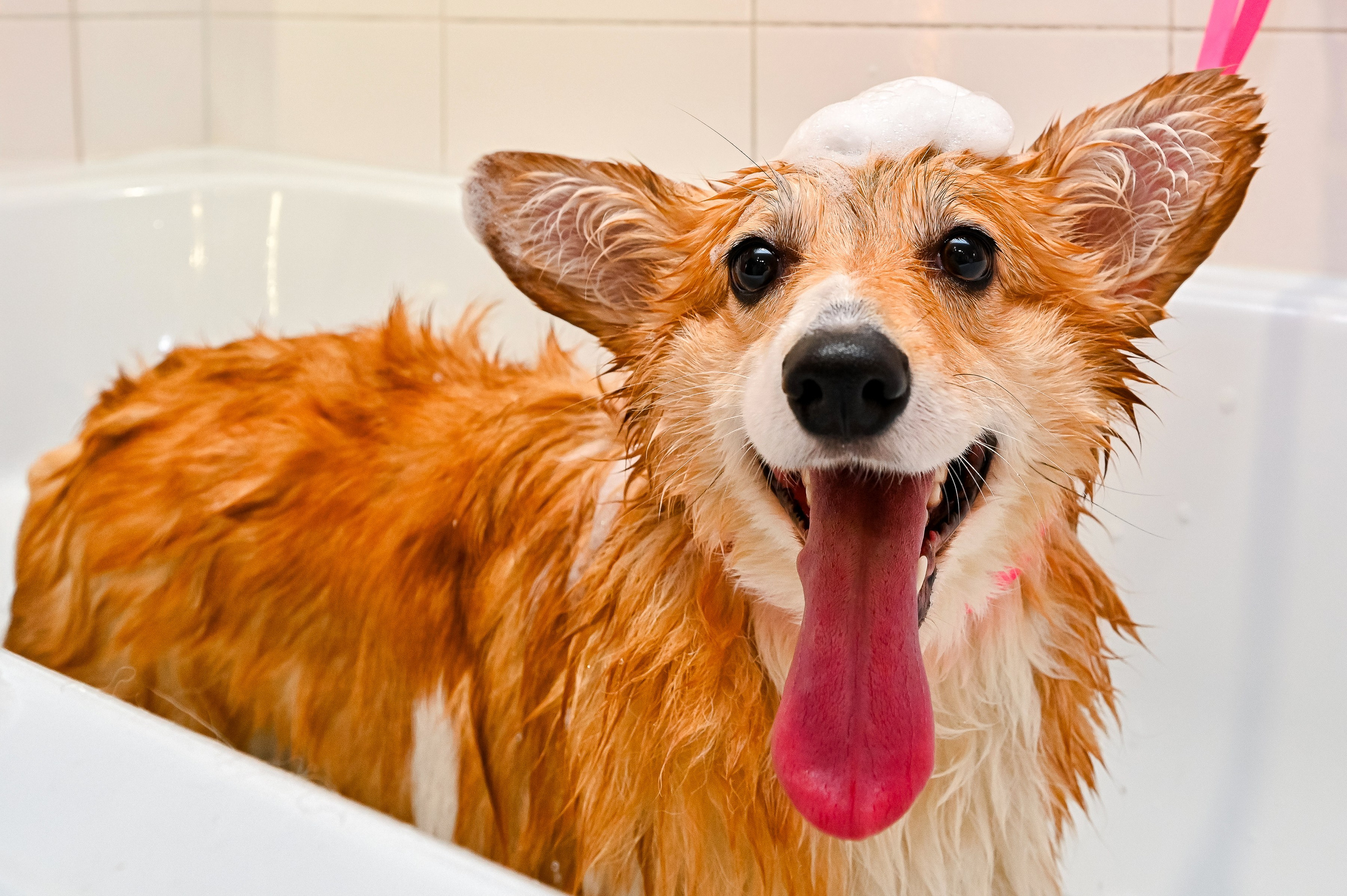 Питомцы. Интерьерный фотограф. Фото- видеосъемка недвижимости Санкт-Петербург