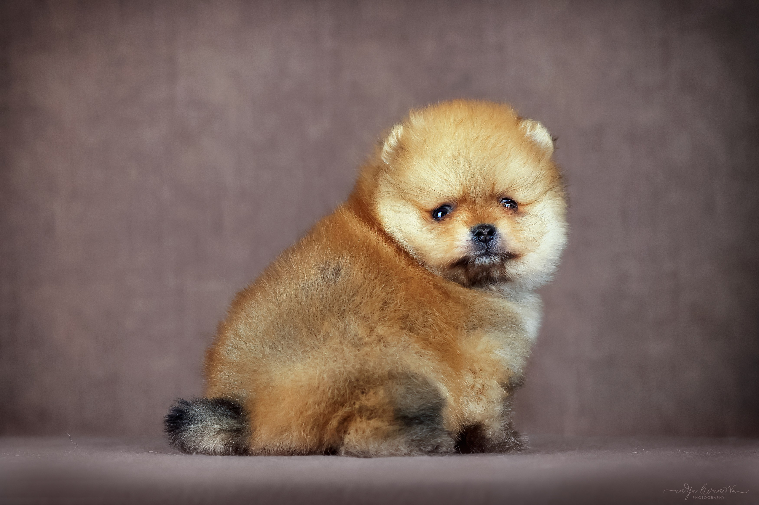 Шпицули. Фотограф анималист Аня Ливанова | Рыбинск