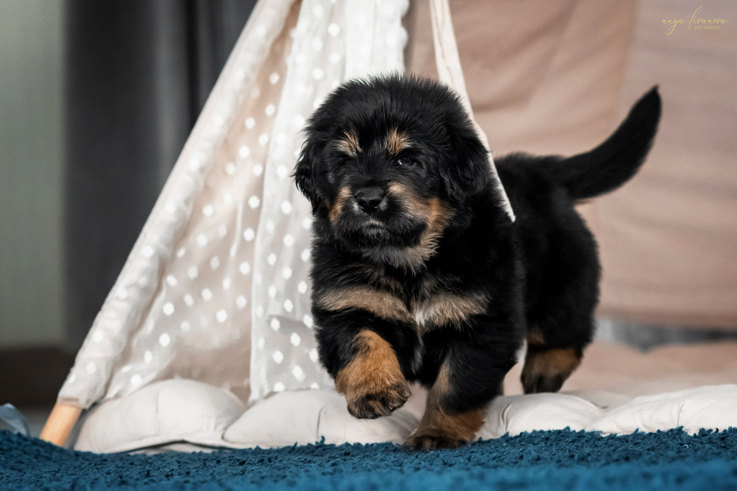 Тибеты. Фотограф анималист Аня Ливанова | Рыбинск