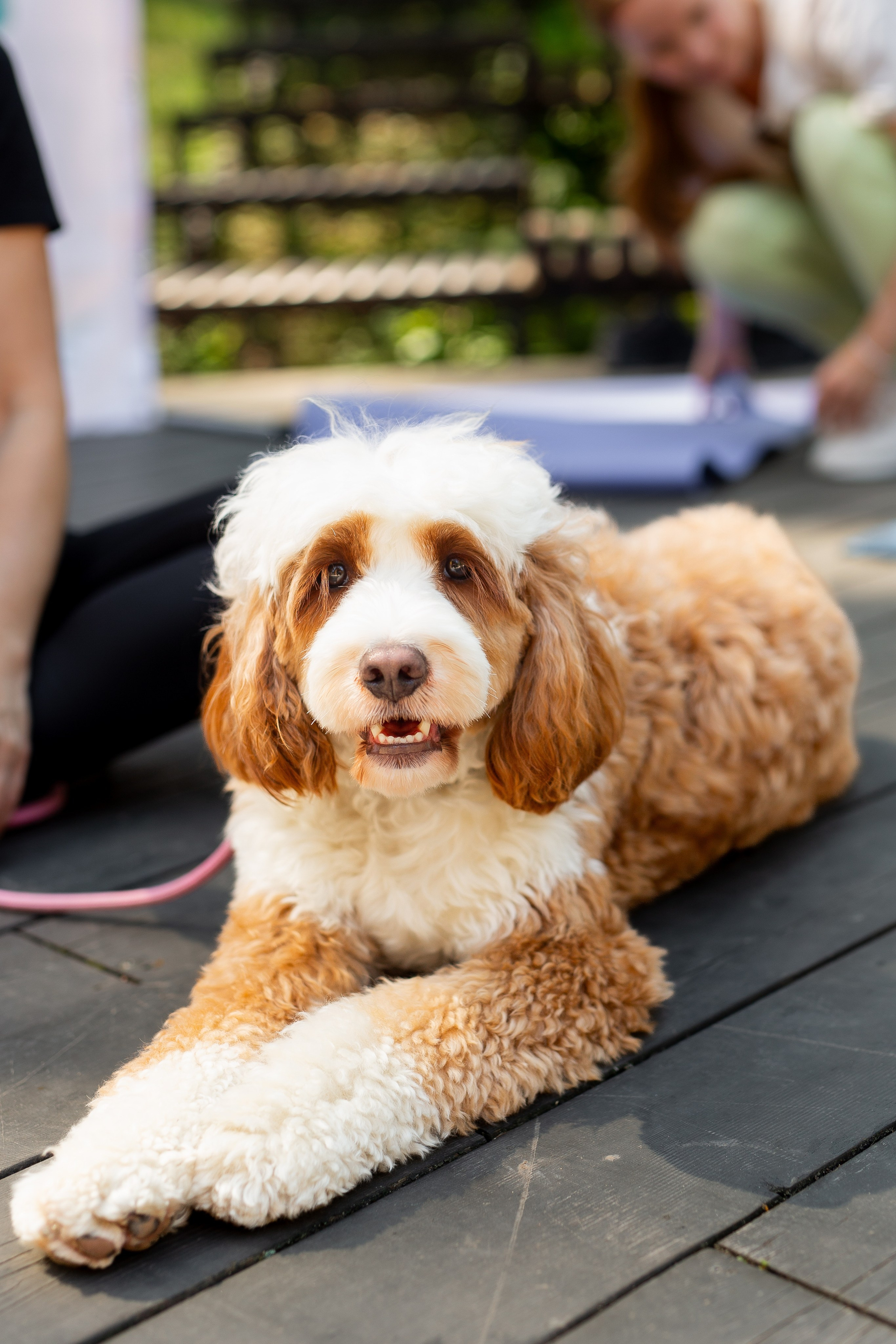 Yoga Fest. Раздолье. Фотограф Оксана Vesna