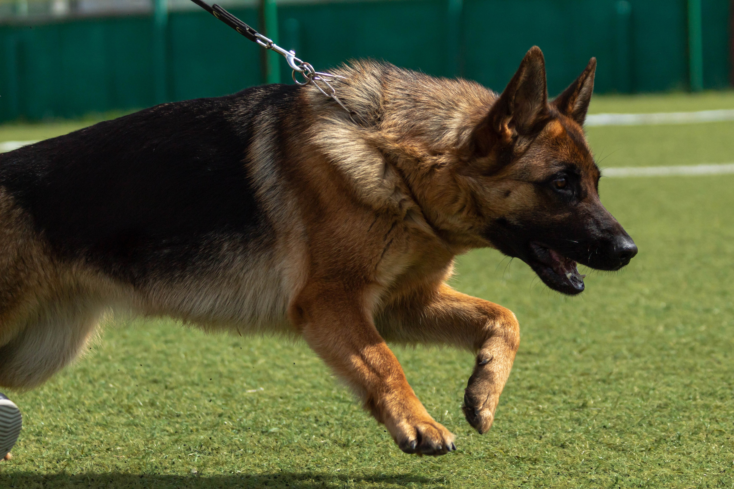 Фотограф анималист для выставки собак в Туле. Фотограф анималист — Тула, Москва