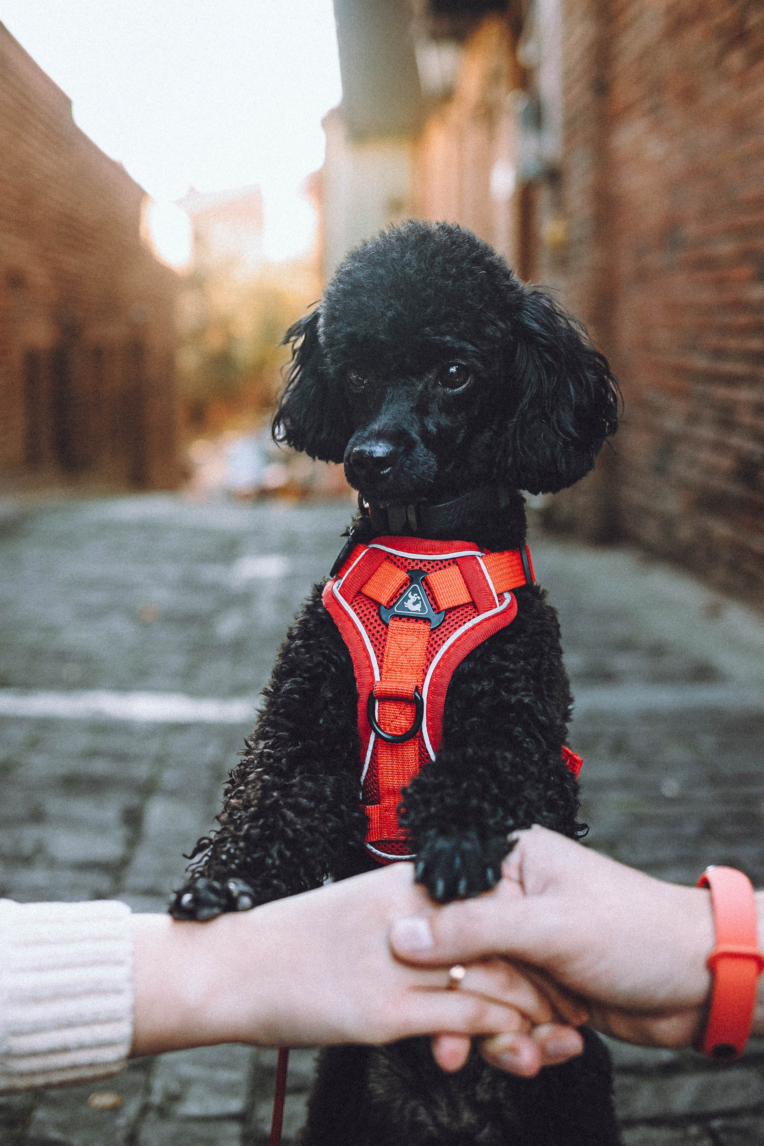 Игнат, Даша и Бэтти