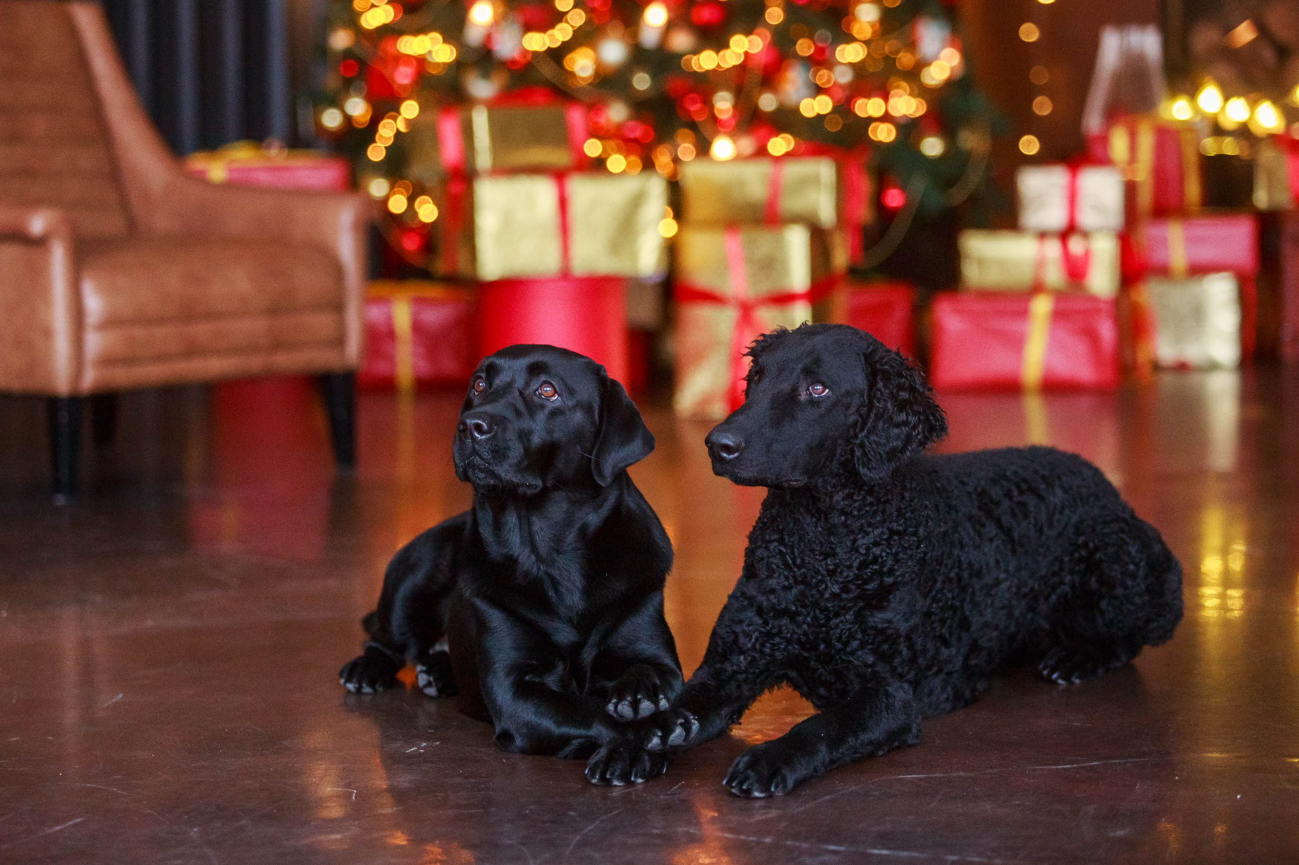 Лабрадор ретривер и курчавошерстный ретривер фотосессия на Новый год в фотостудии. Семейный и детский фотограф в Москве Мария Быкова