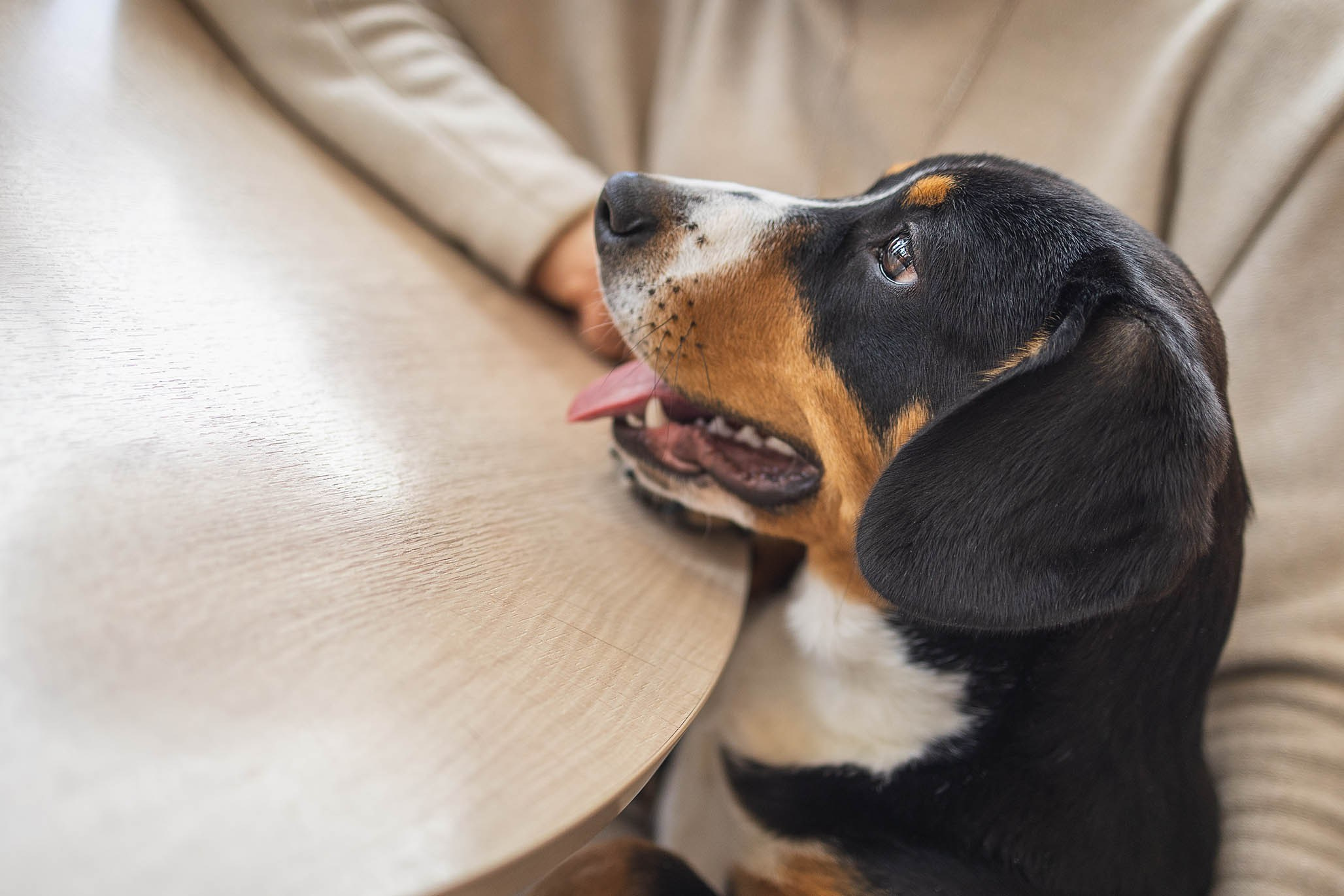 Кафе. Фотограф-анималист Александра Шеремет