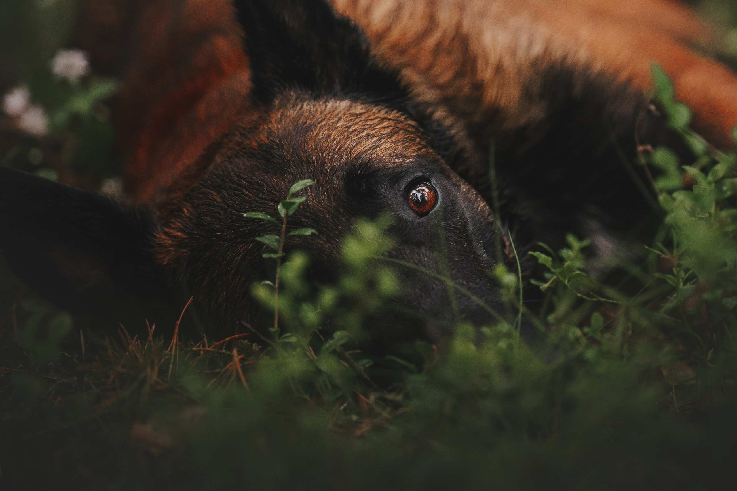 Раш. Фотограф анималист Осипчикова Мария