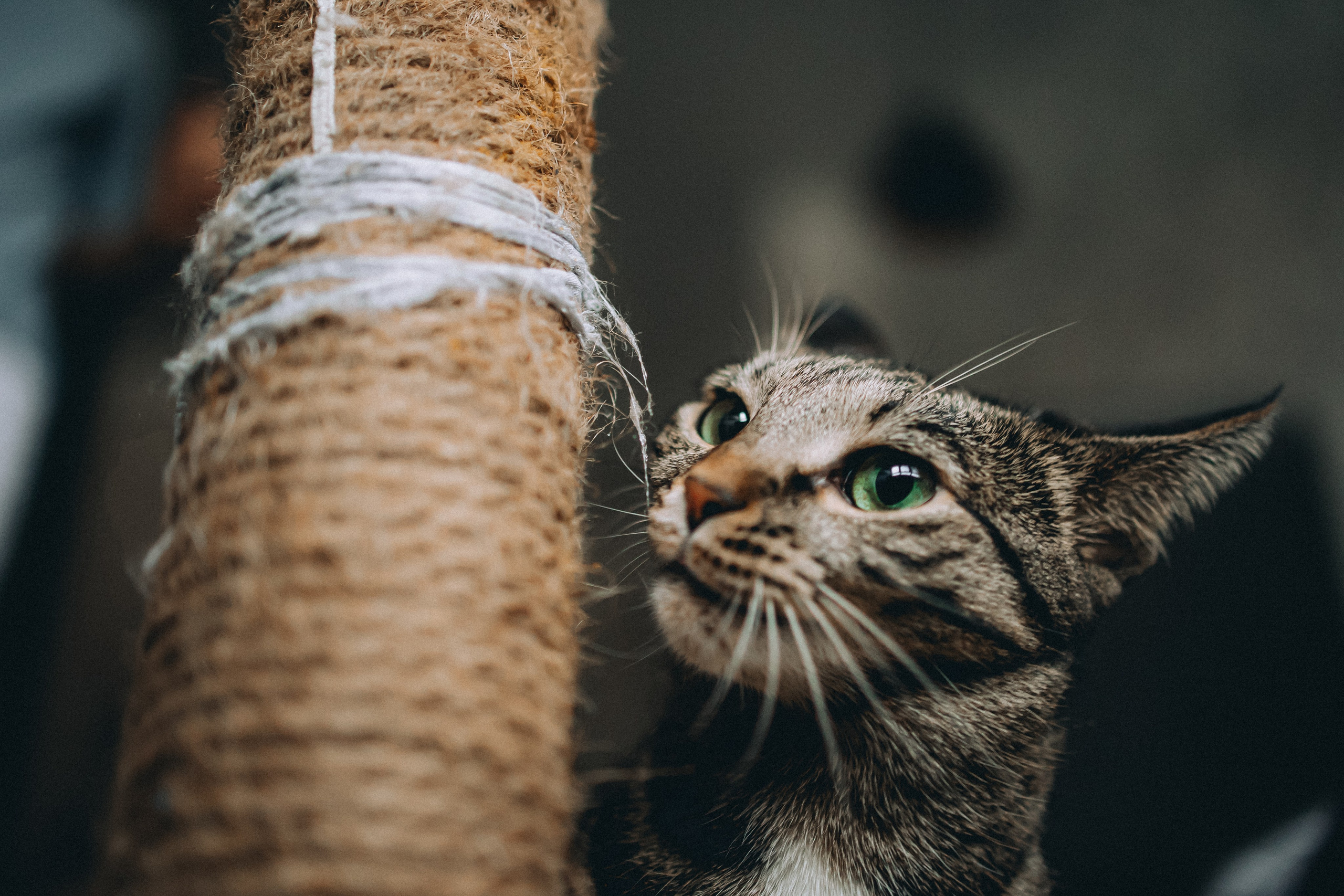 Рыся, Кепа и их семья