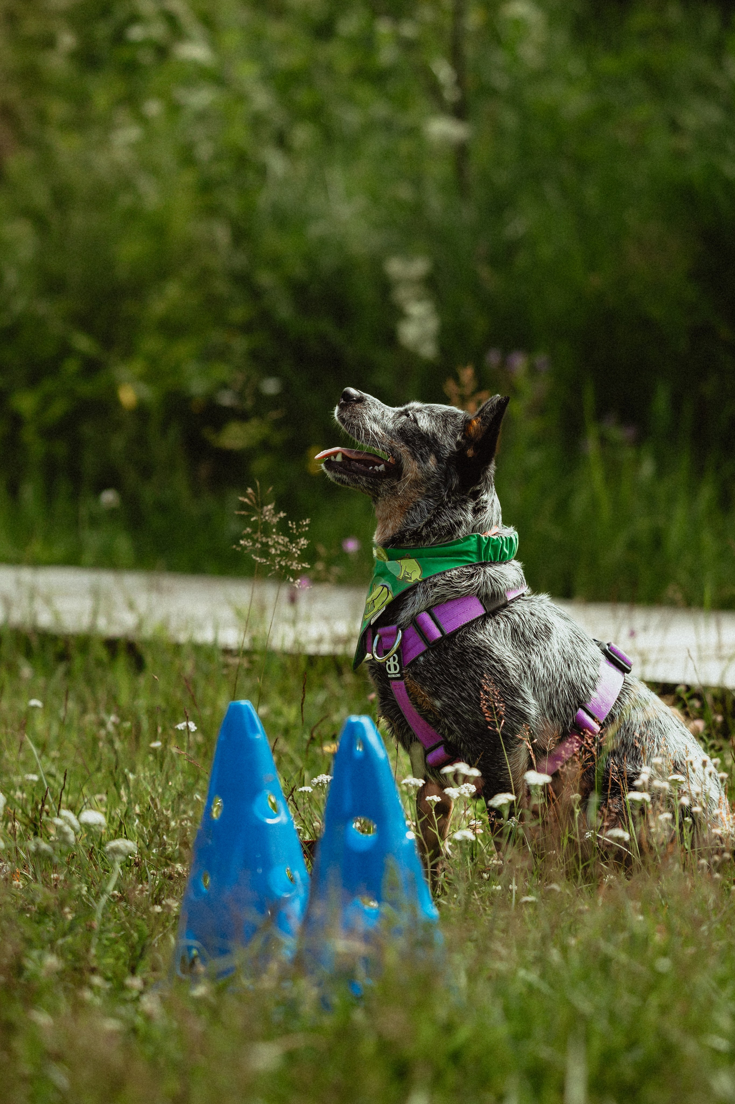Выездной дог-тренинг от школы «Шерсть имею»