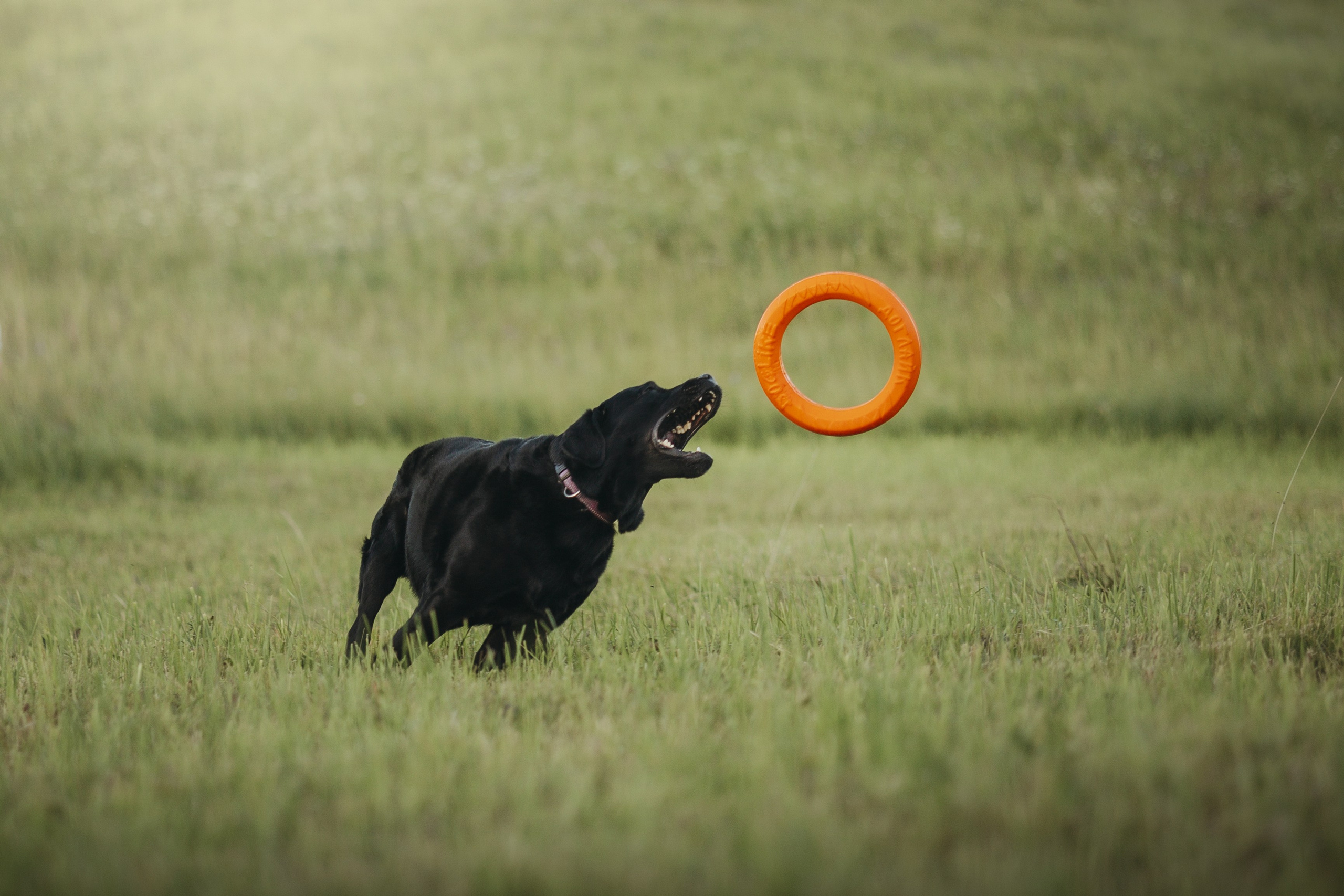 Бомбей и его семья. Фотограф — Анималист | Санкт-Петербург