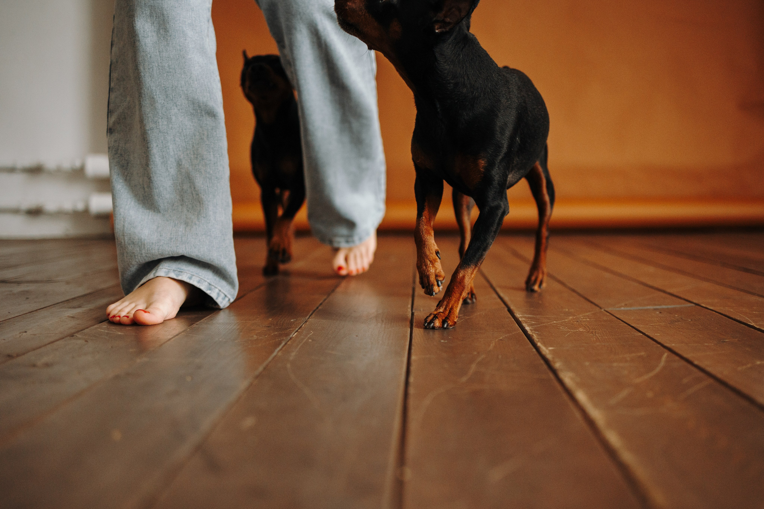 Катя и ее мальчики. Фотограф — Анималист | Санкт-Петербург