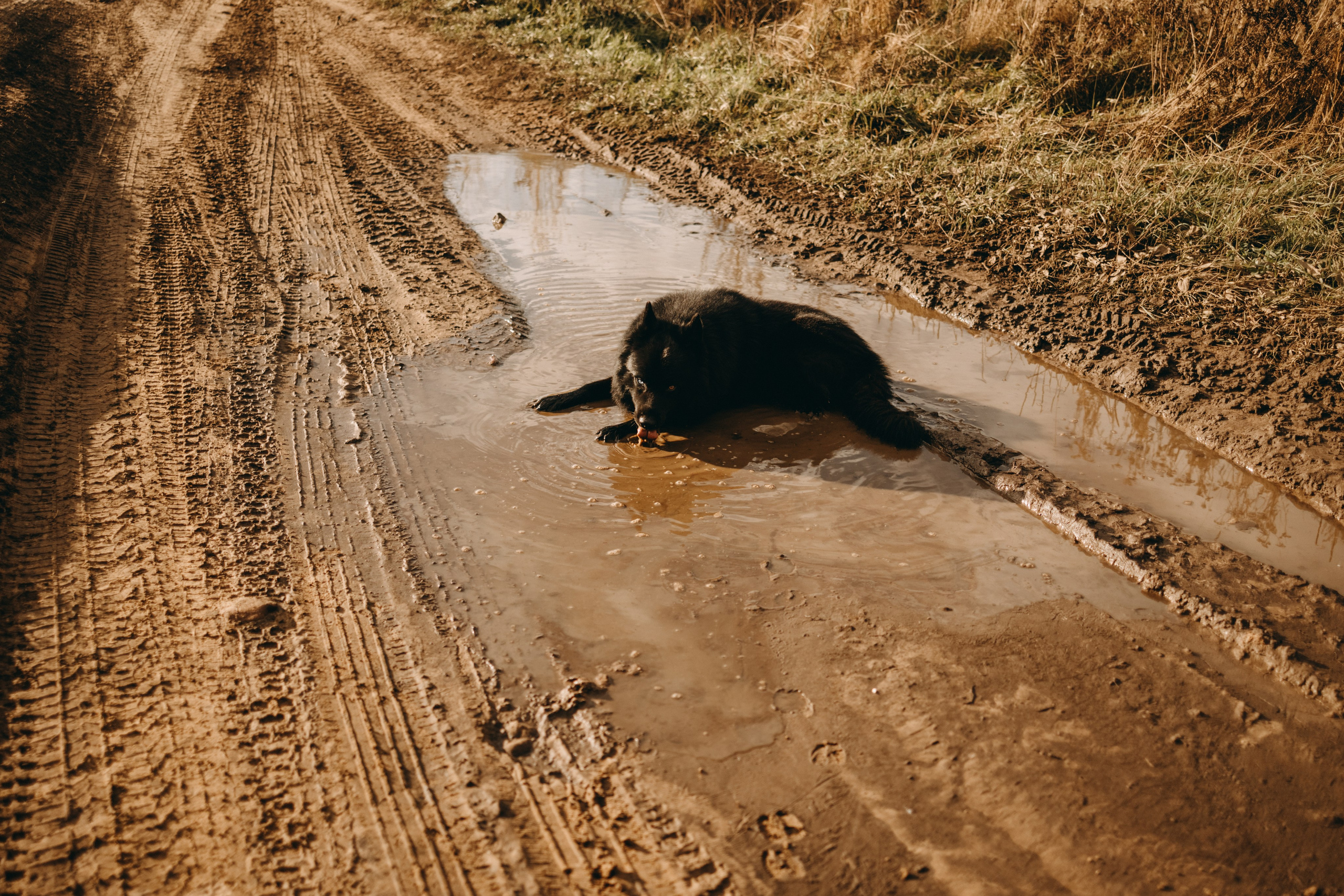 Лора и Джанго. Фотограф — Анималист | Санкт-Петербург