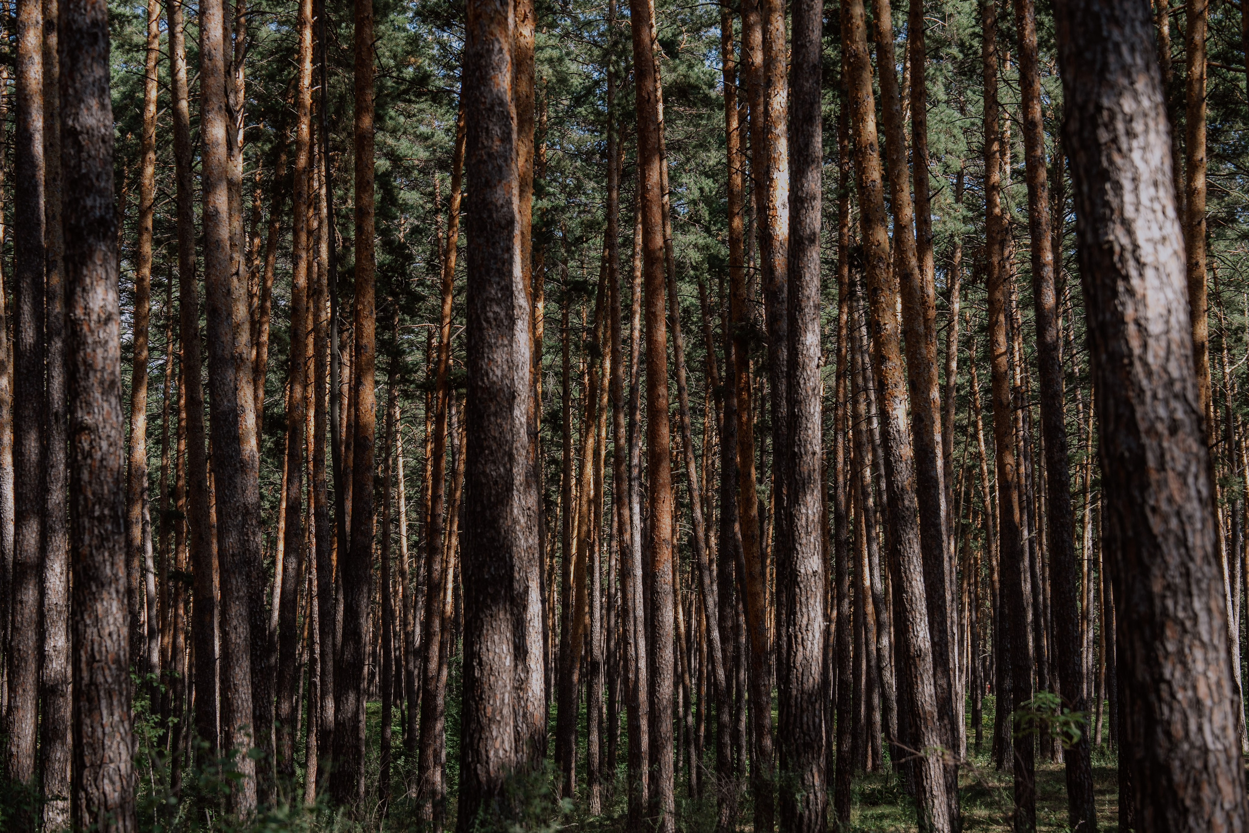 Сергей и Вероника 2024