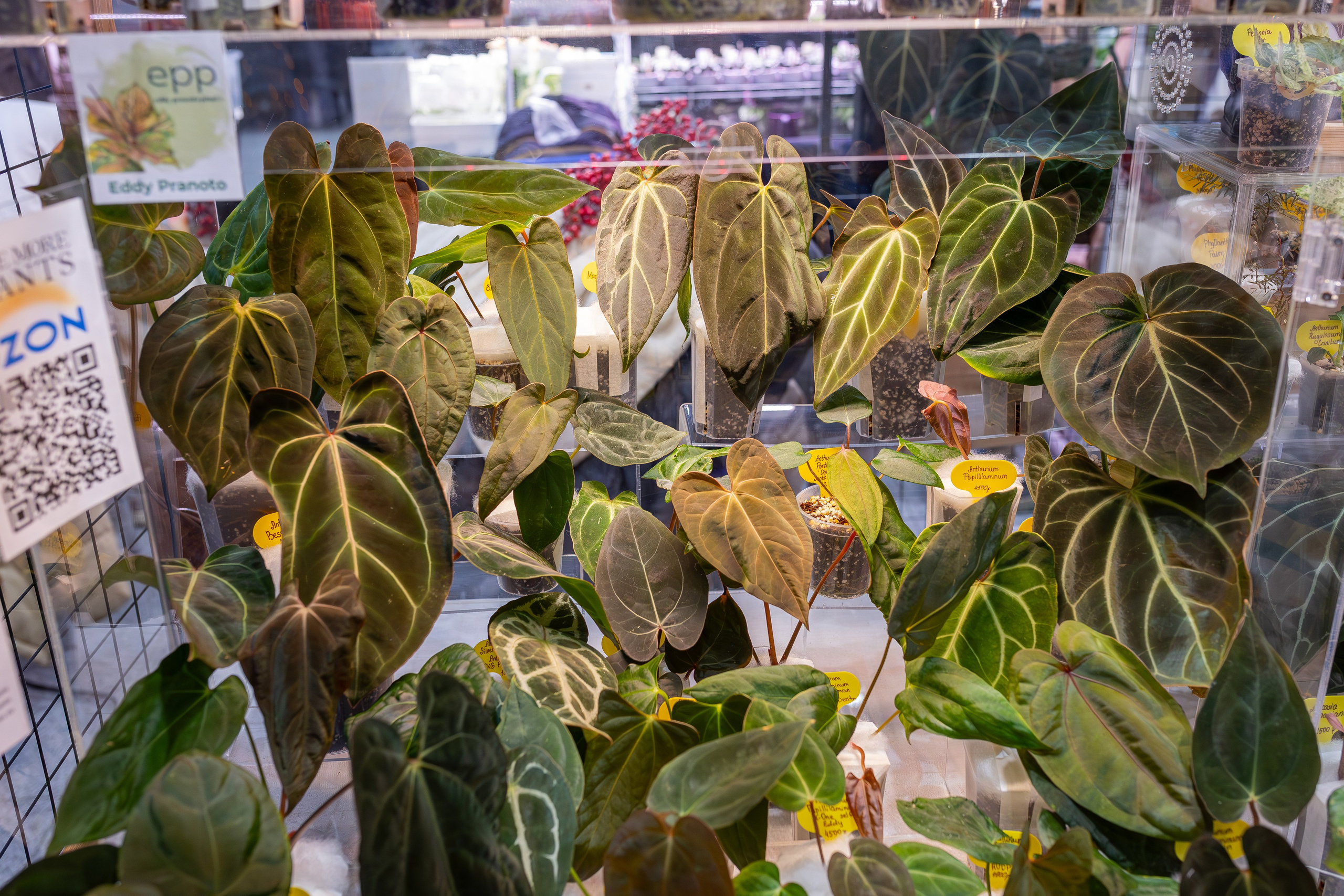 Орхидиум 12.2025. Александра Куликова фотограф, Москва