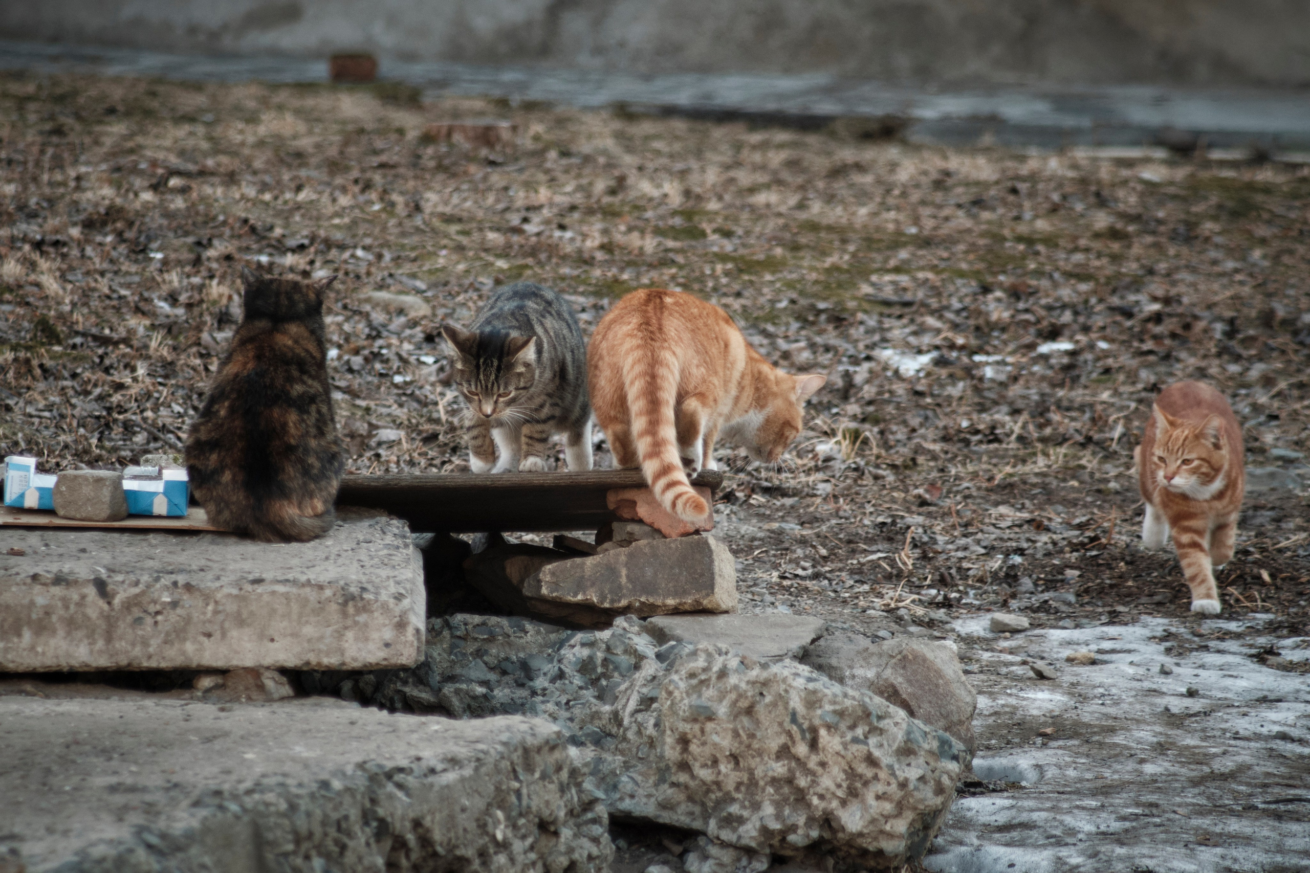 Котики. Фотограф портретный архитектурный лавстори будуар Санкт-Петербург Виктор Иванов