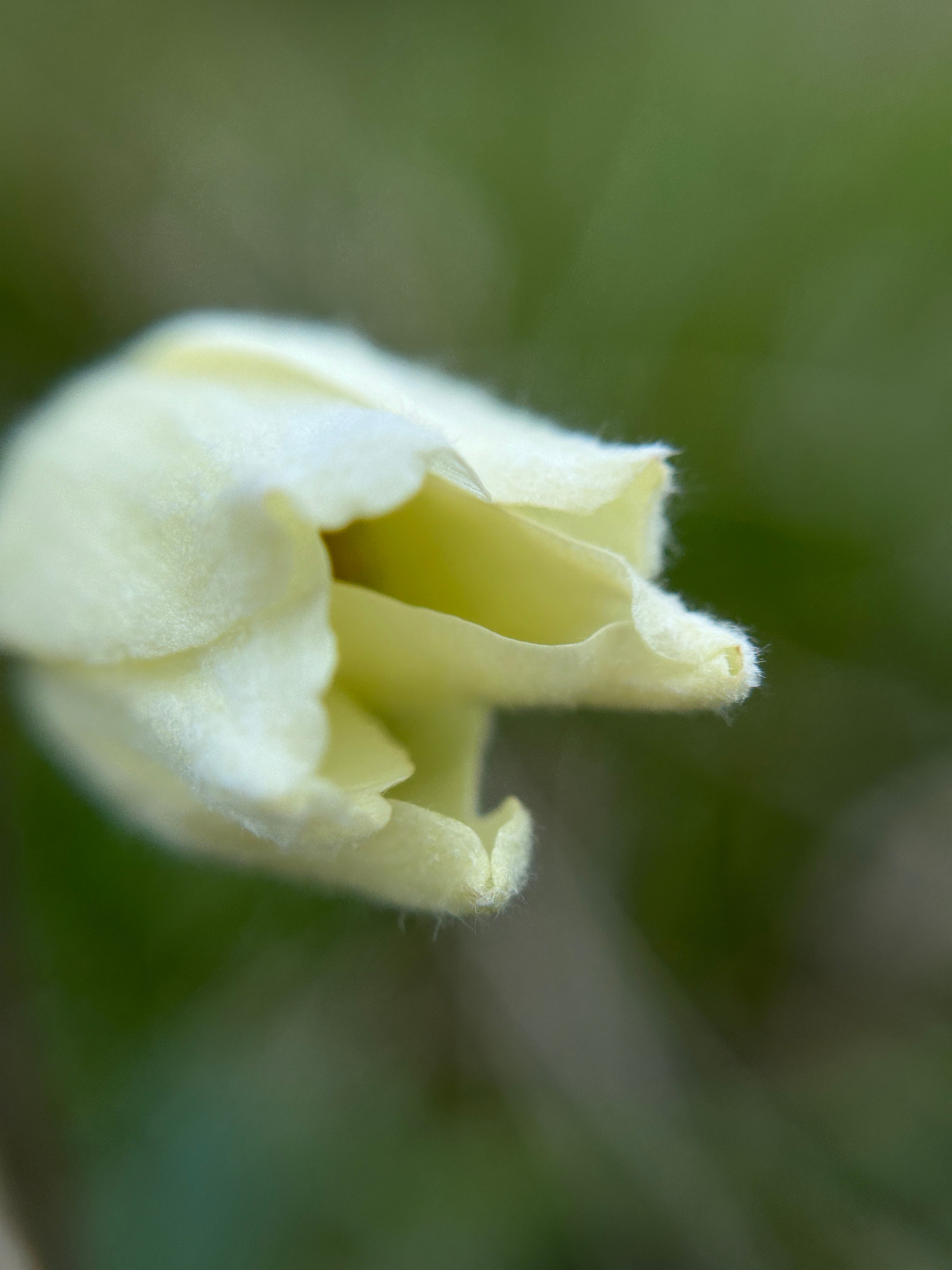 Макро любовь. Смотри, красота!
