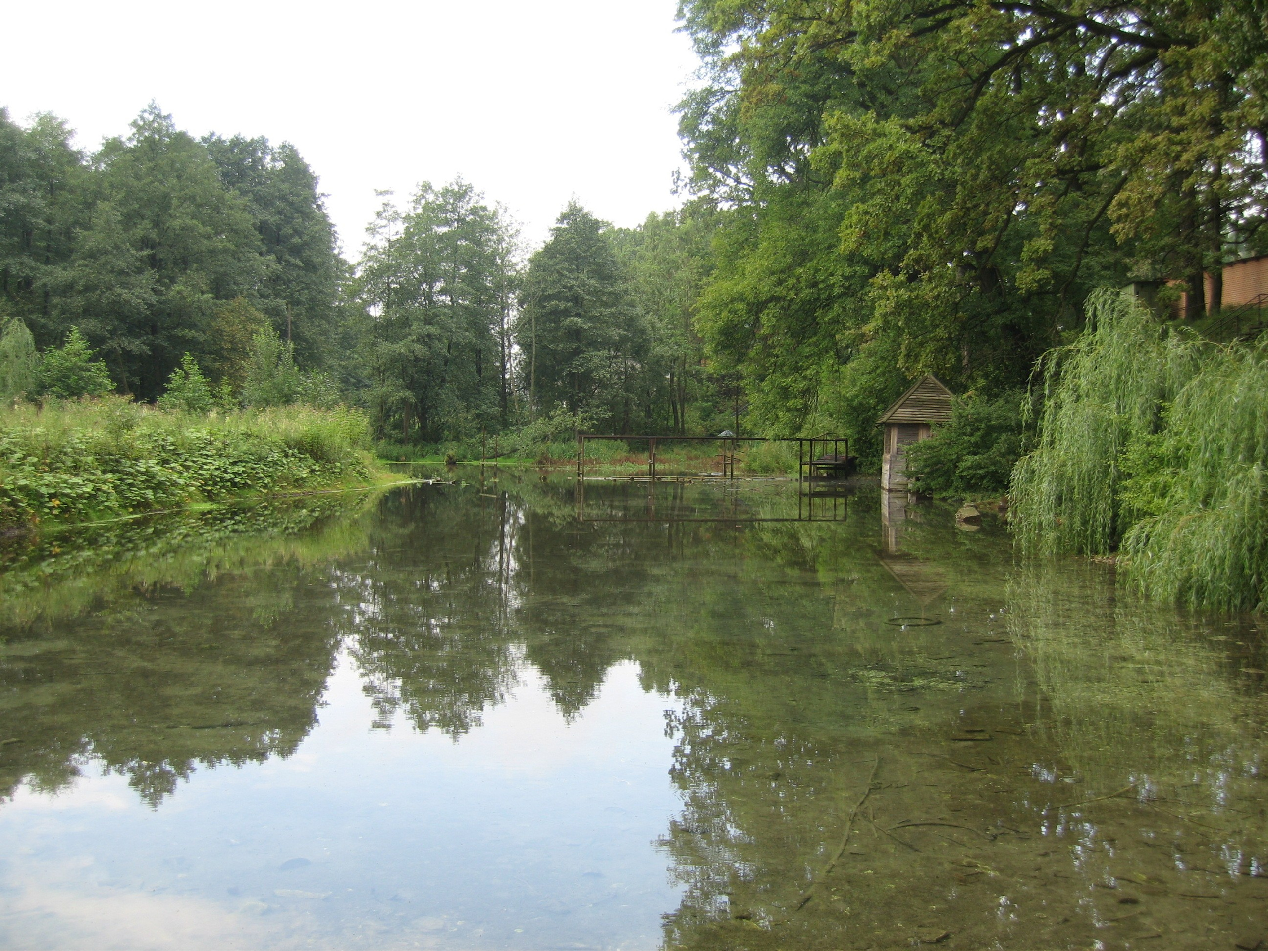 Спокойный пейзаж: река и деревья в лесу.