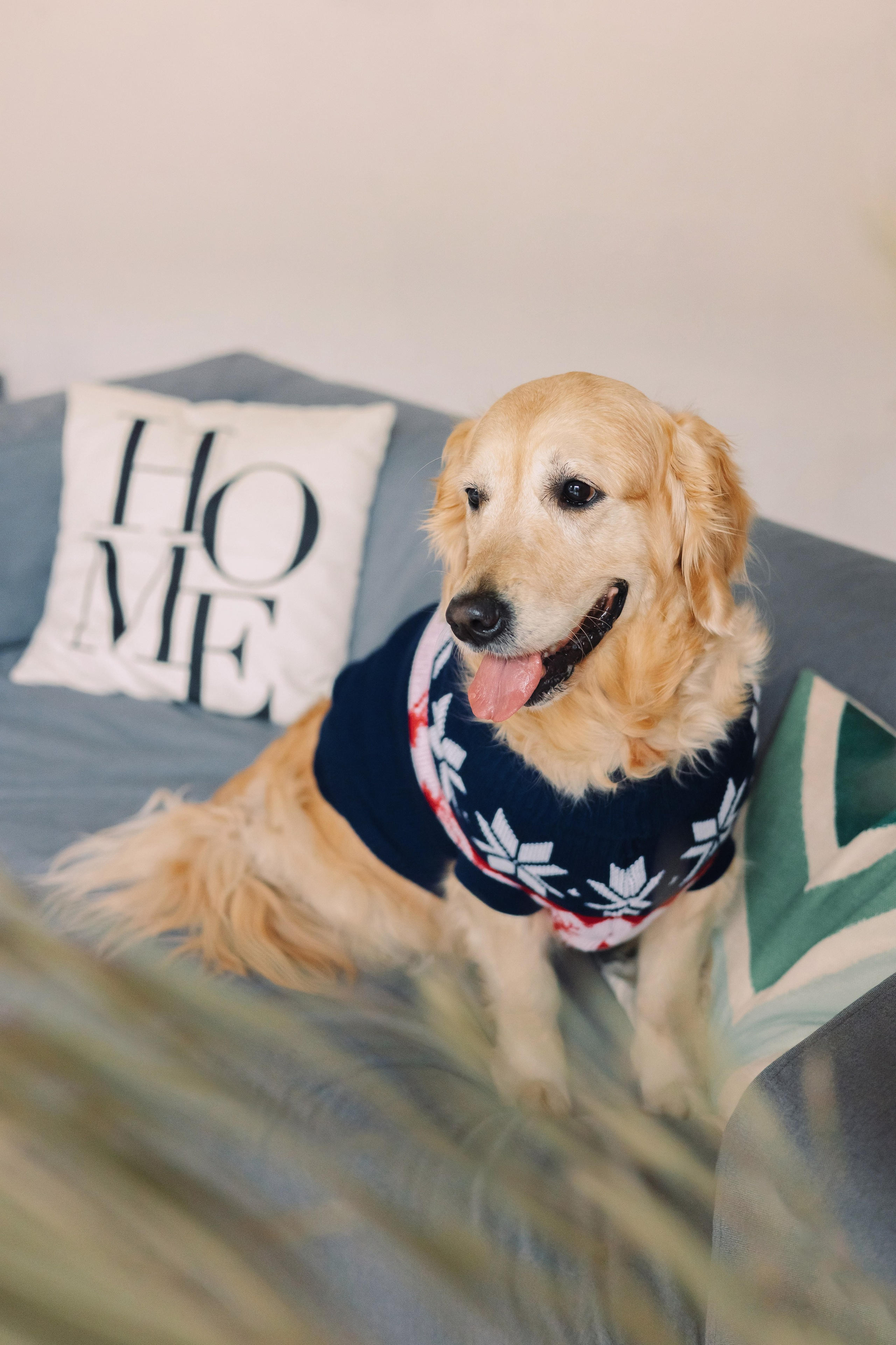 Магазин Friend of mine. Фотограф-анималист Елена Радченко, Москва