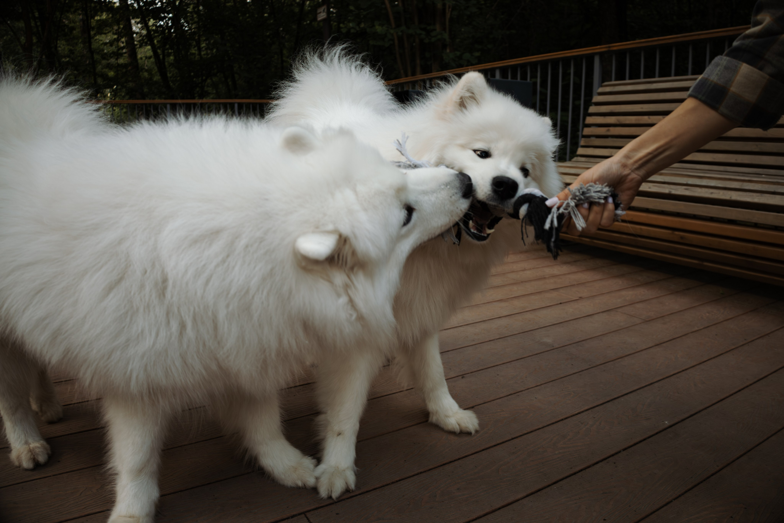 Фотосессия девушки с 2 собаками самоедами в лесопарке. Фотограф-анималист в Москве Екатерина Тихонова