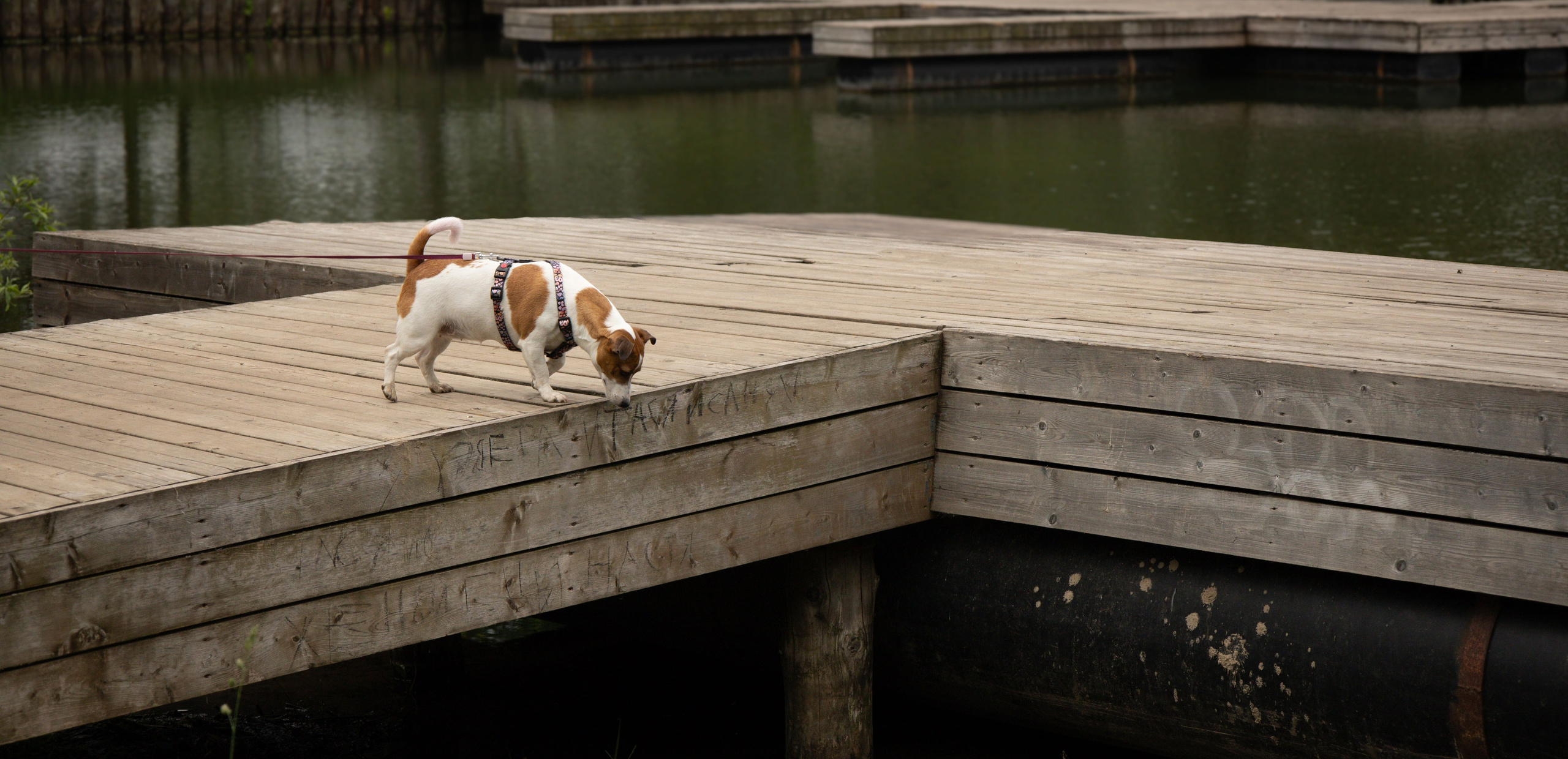 Моя маленькая спутница: Банни и Настя в Южнобутовском парке. Фотограф-анималист в Москве Екатерина Тихонова