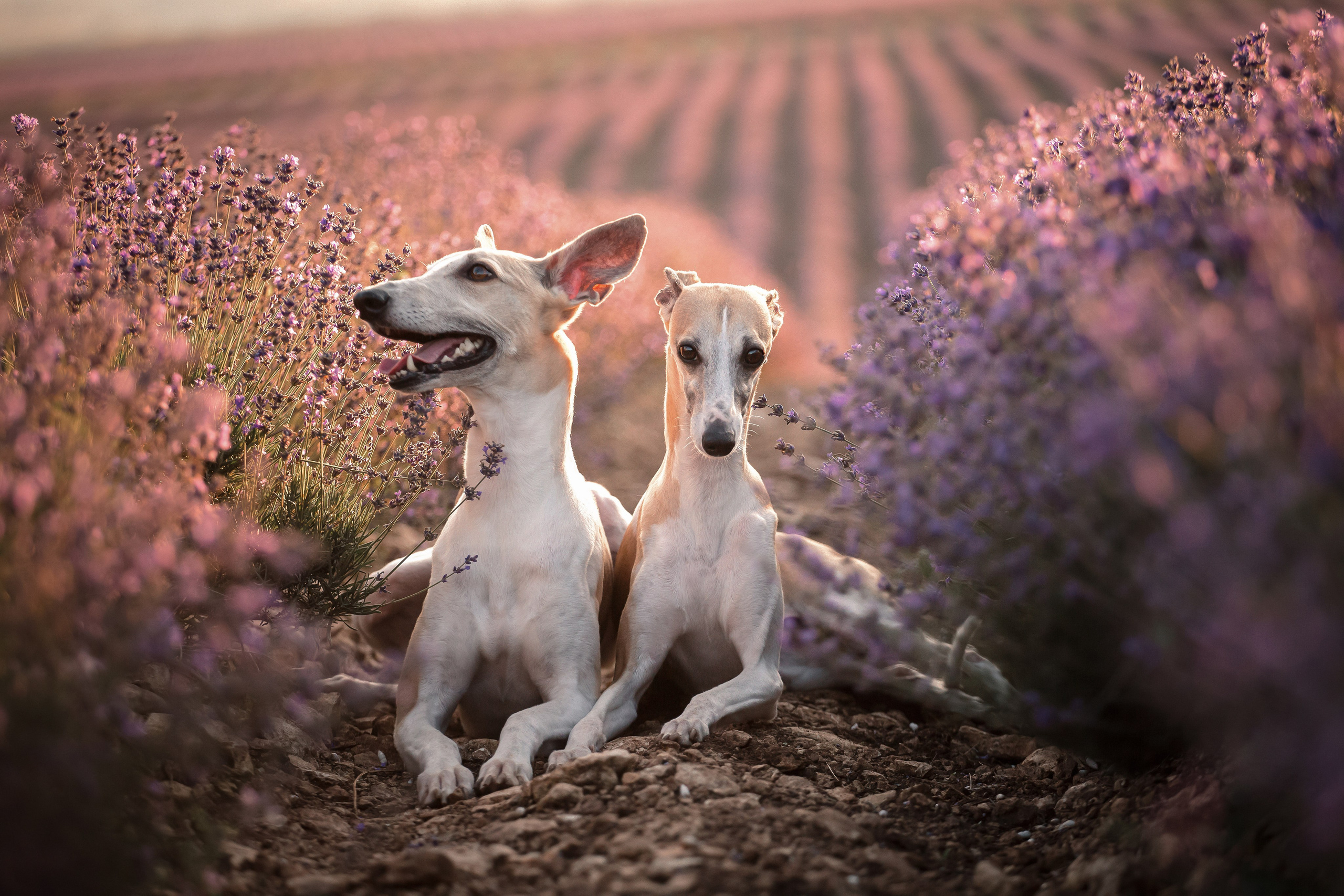 Уиппеты на лавандовом поле в Крыму. Фотограф-анималист в Краснодаре Маша Мельникова